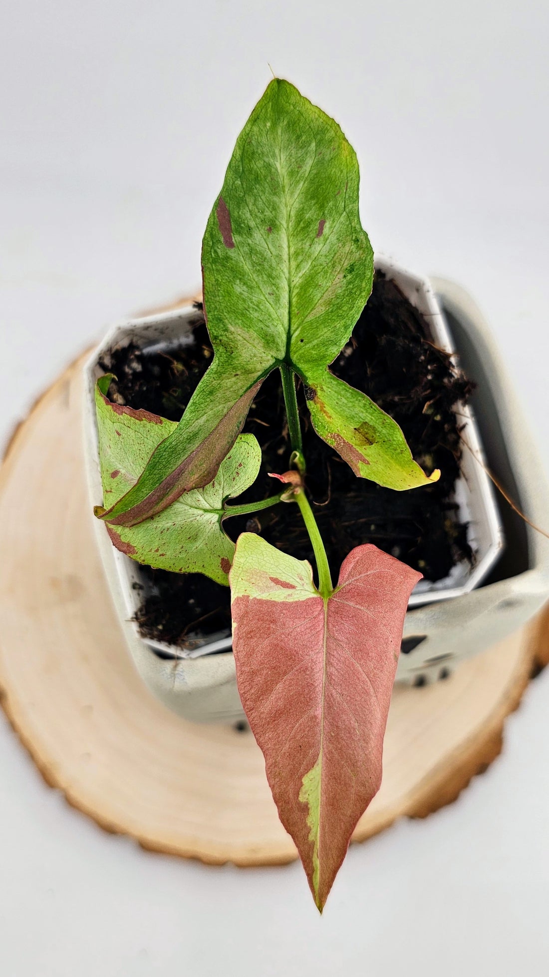 Syngonium orm nagpum pink salmon (E)