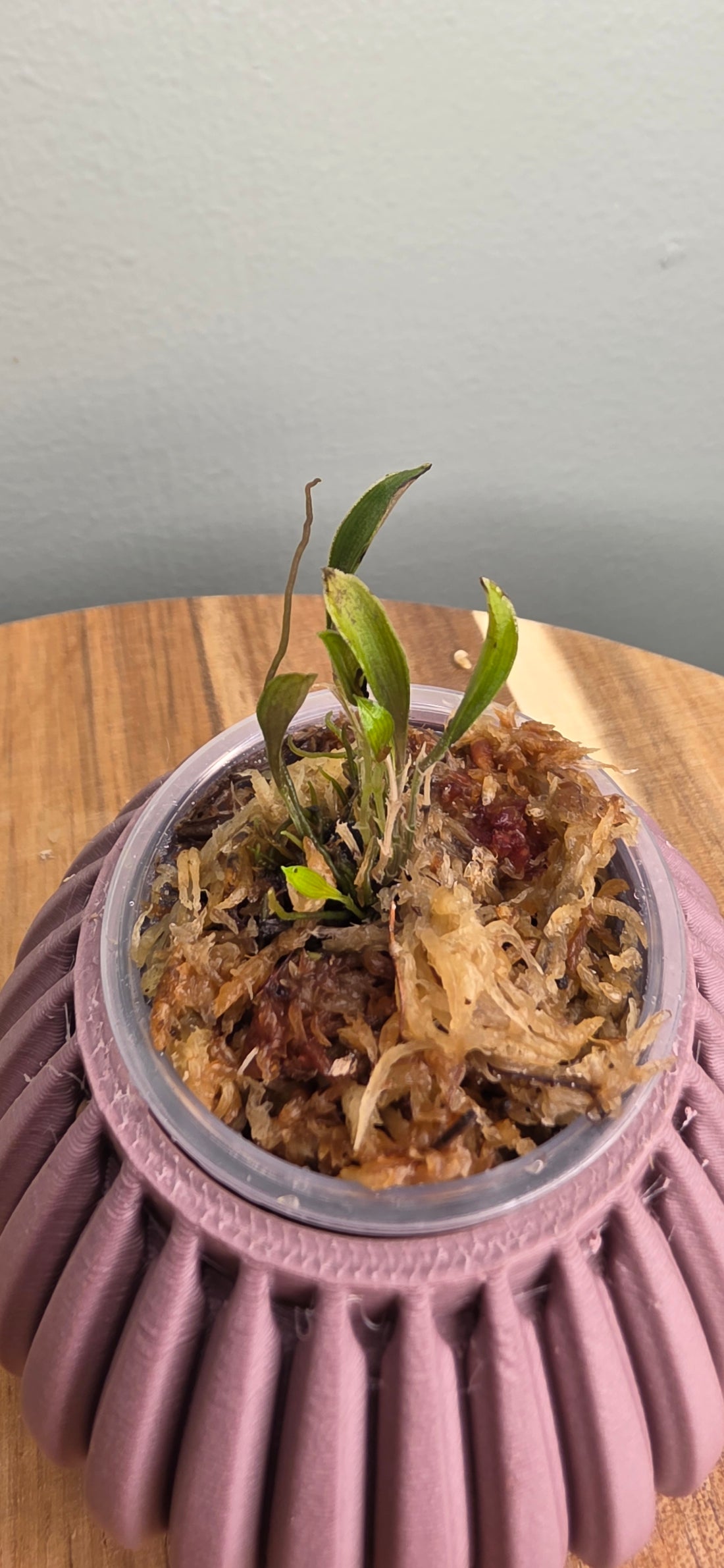 Lepanthes manabina seedling