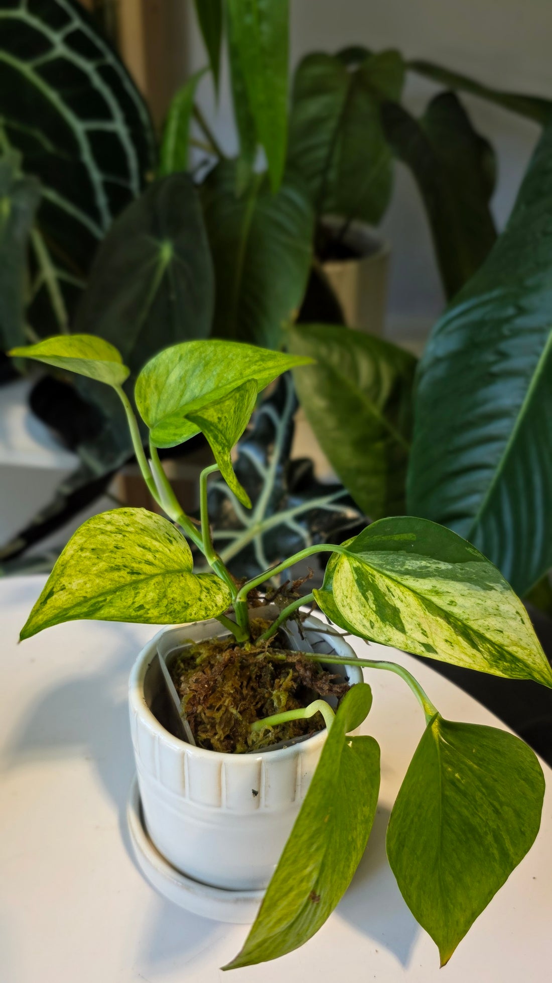 Epipremnum aureum &