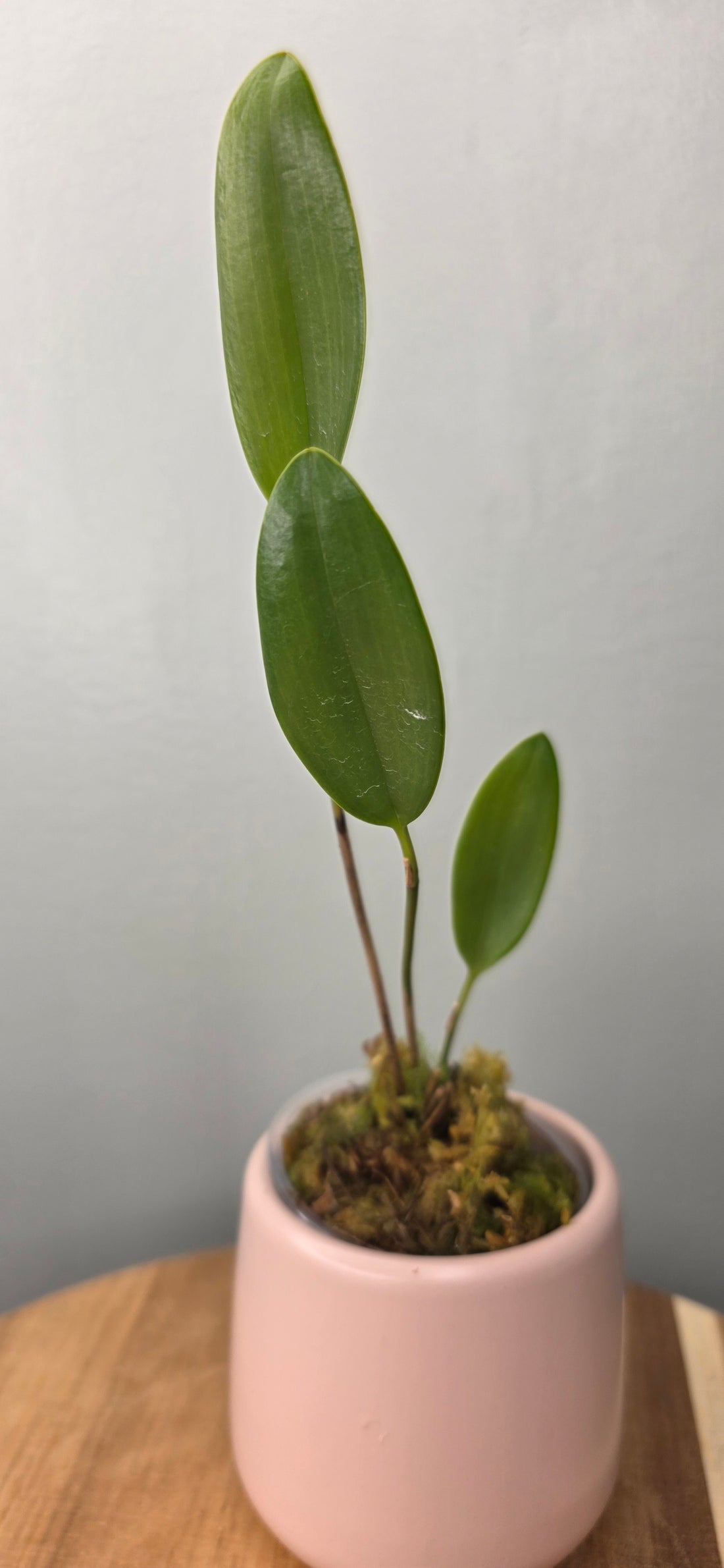 Stelis aurea