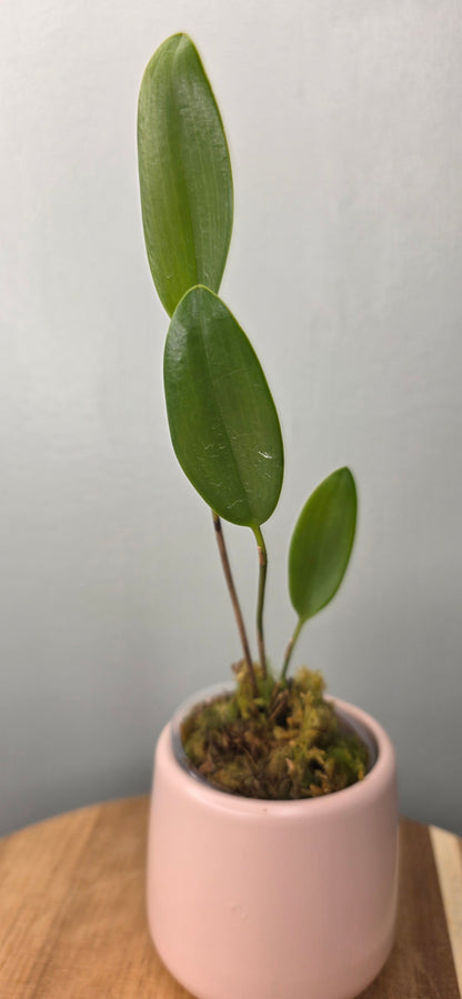 Stelis aurea