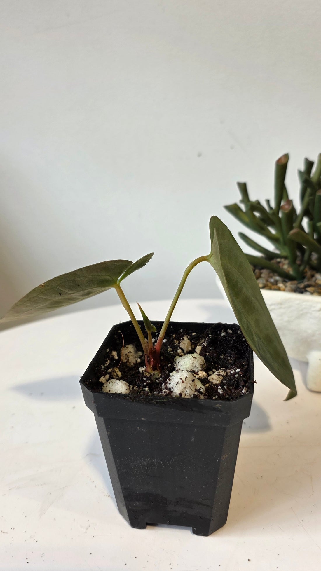 Anthurium Papillilaminum Pure Wild Ecotype "a"