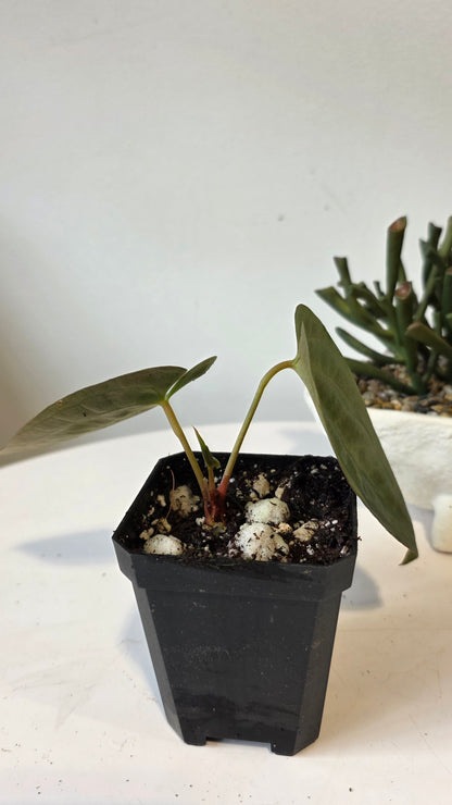 Anthurium Papillilaminum Pure Wild Ecotype "a"