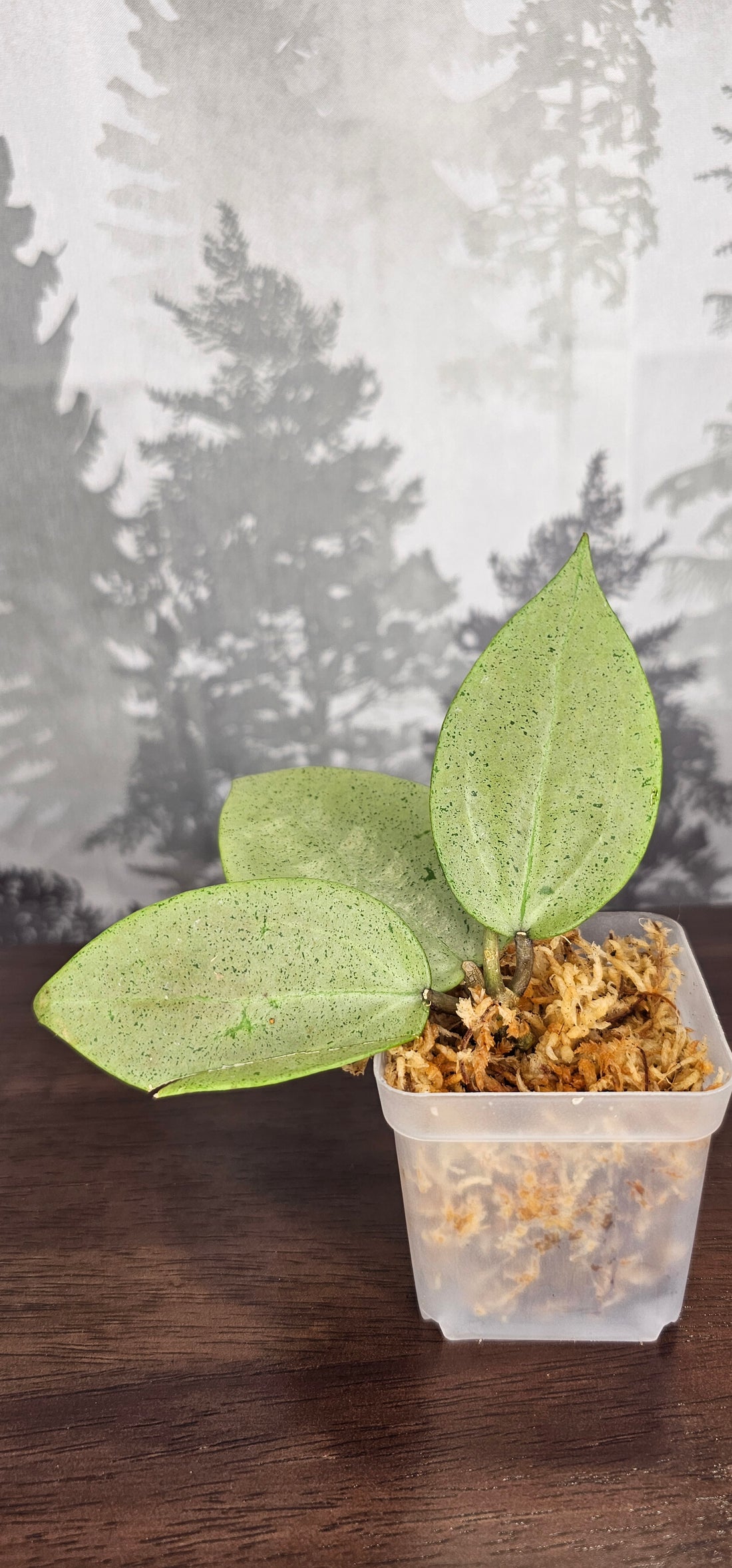 Hoya Parasitica Silver Ghost (WH 10)