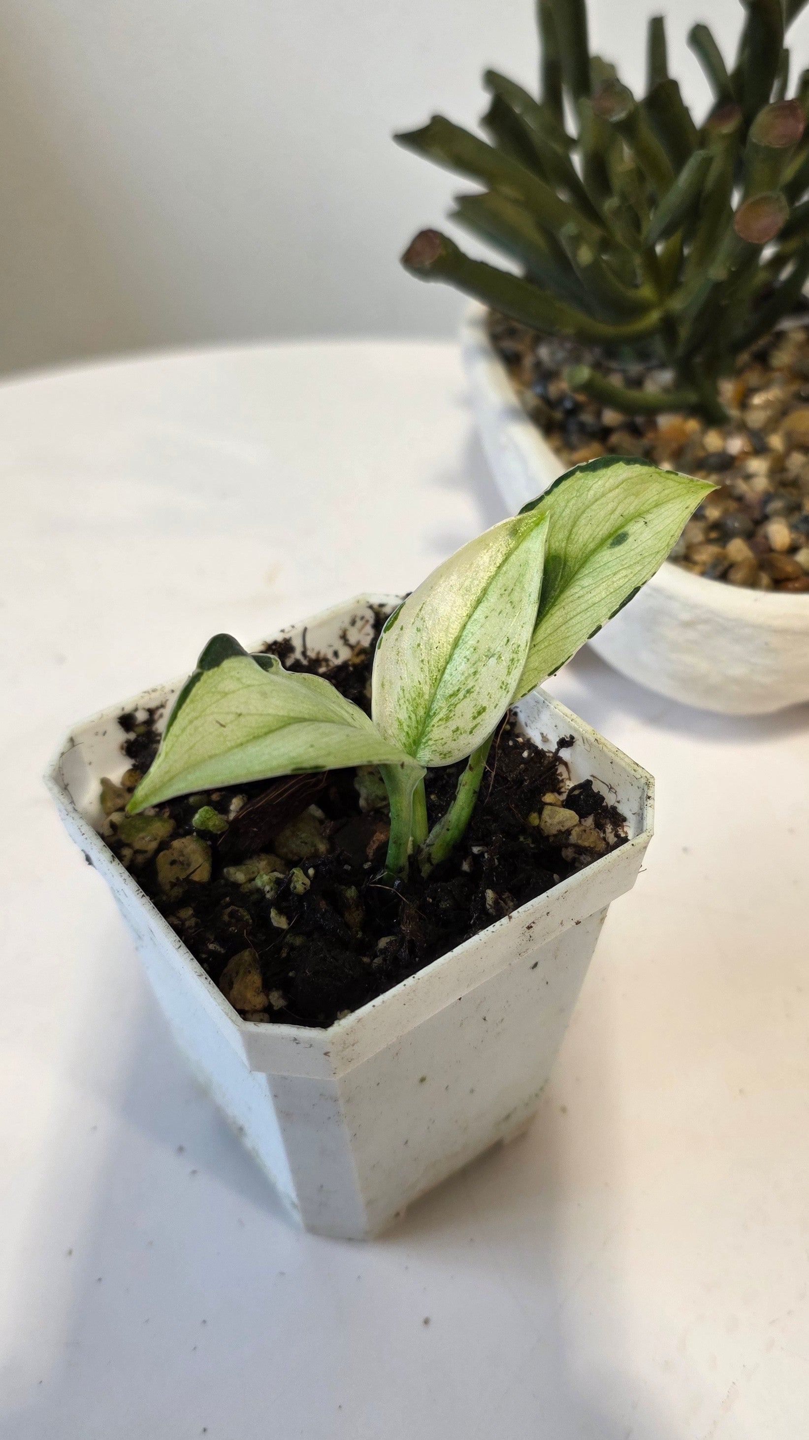 Scindapsus Treubii Superstar "b"