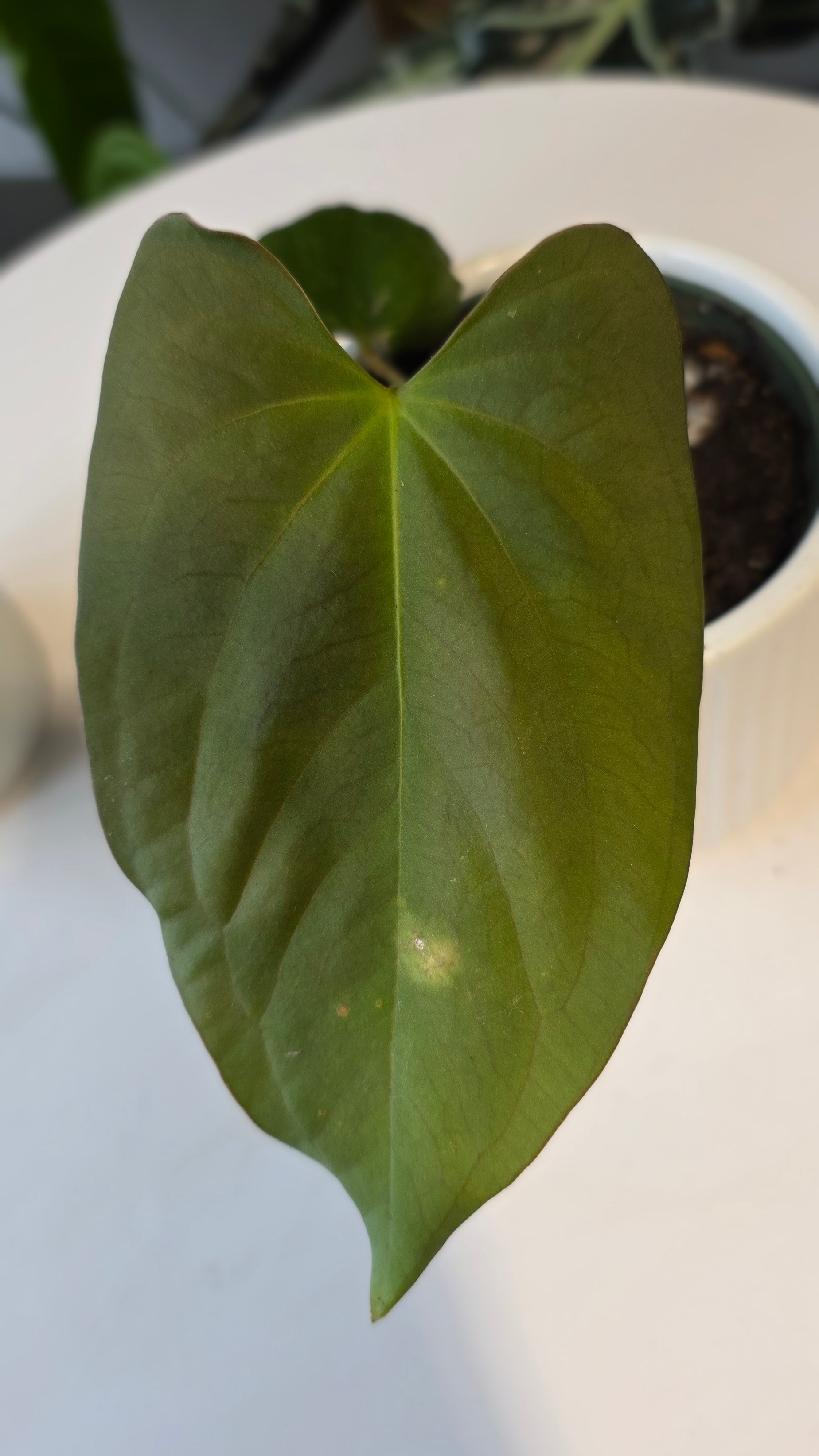 Anthurium Papillilaminum x Eastern Dressleri (B)