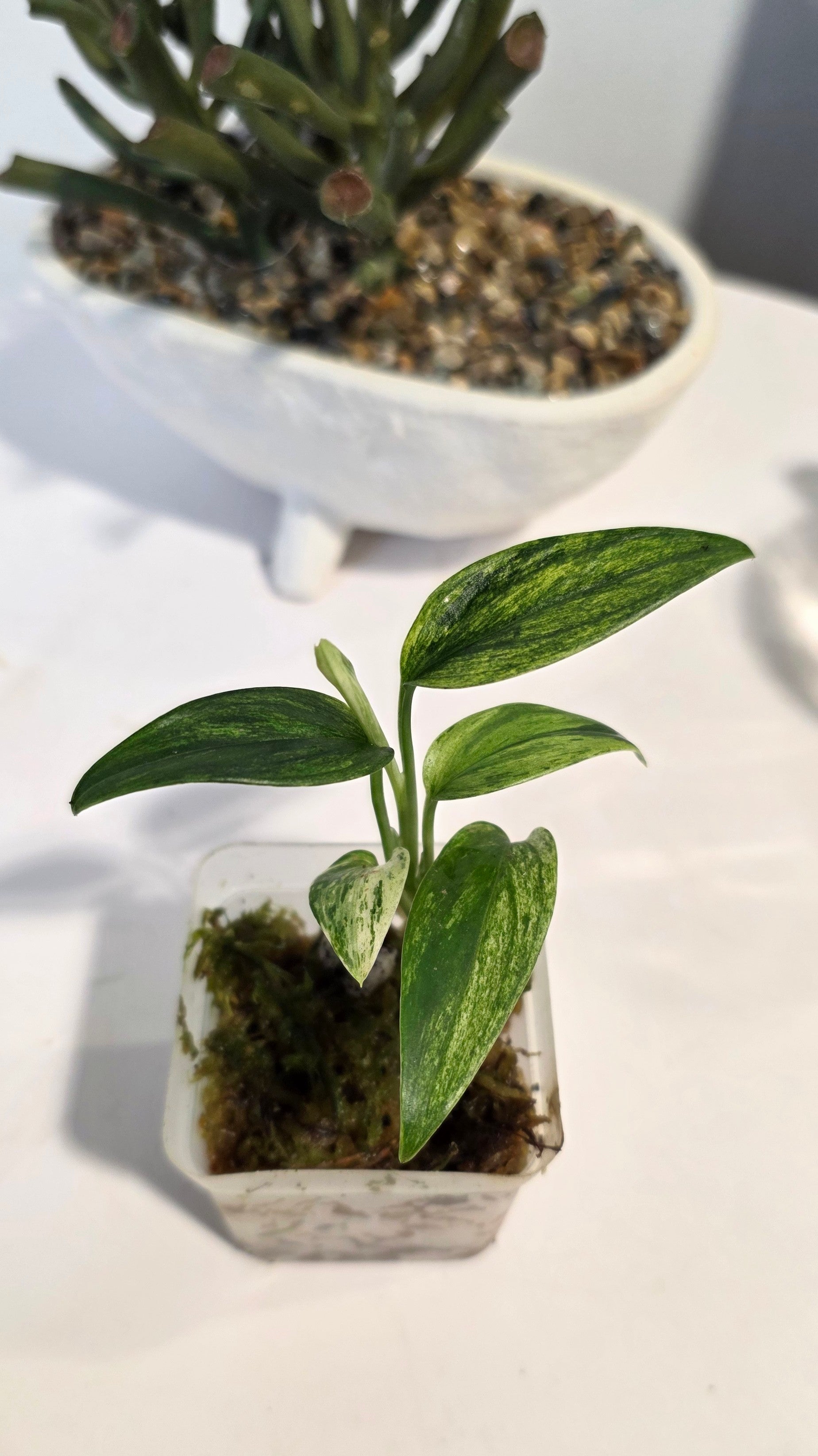 Scindapsus Sp. Sumatra Variegated "A"