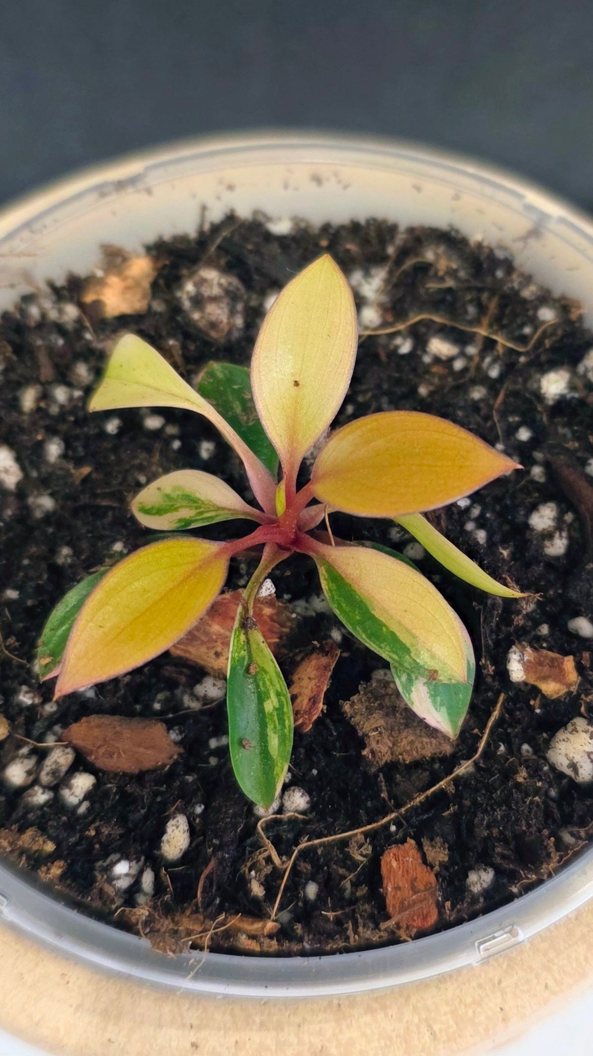 Philodendron Red Congo Variegated E