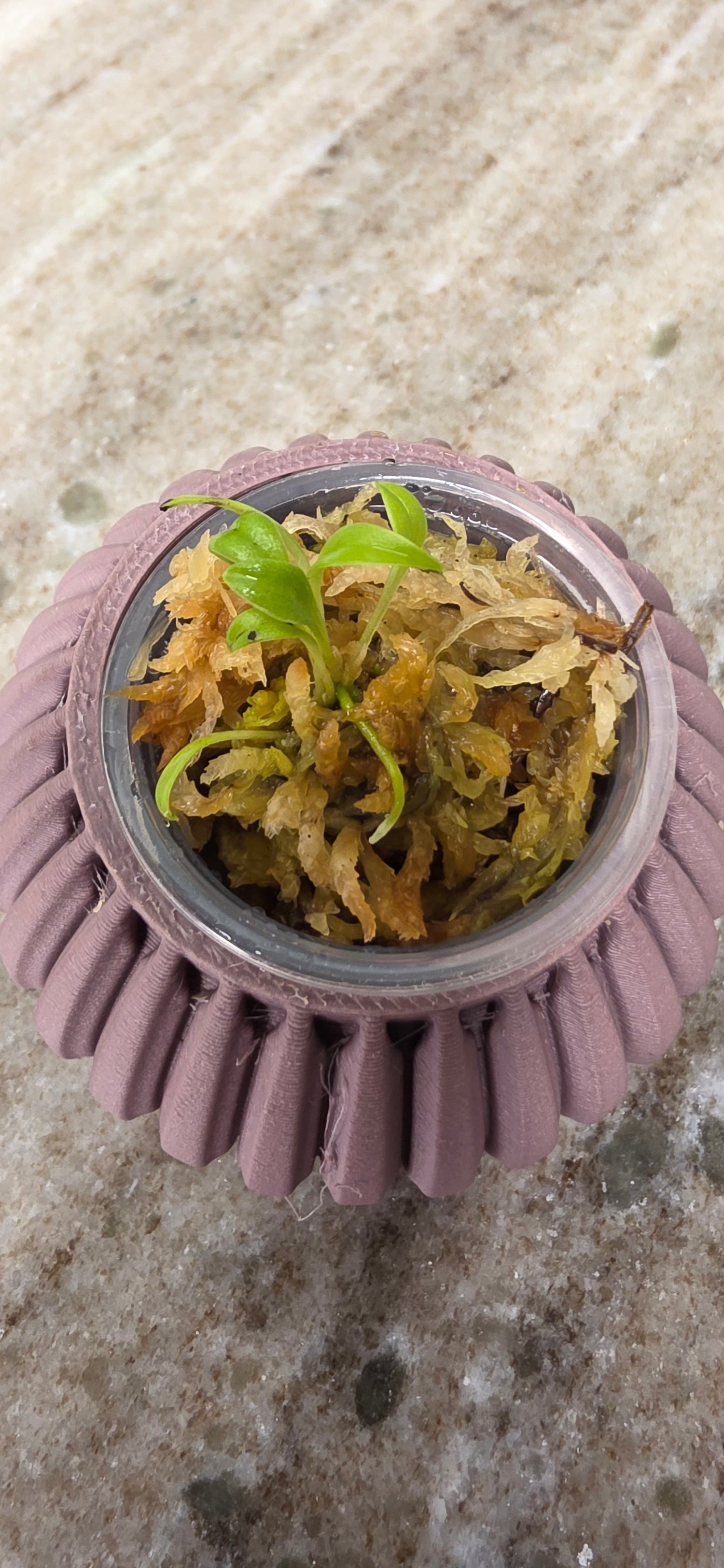 Masdevallia Hirtzii seedling