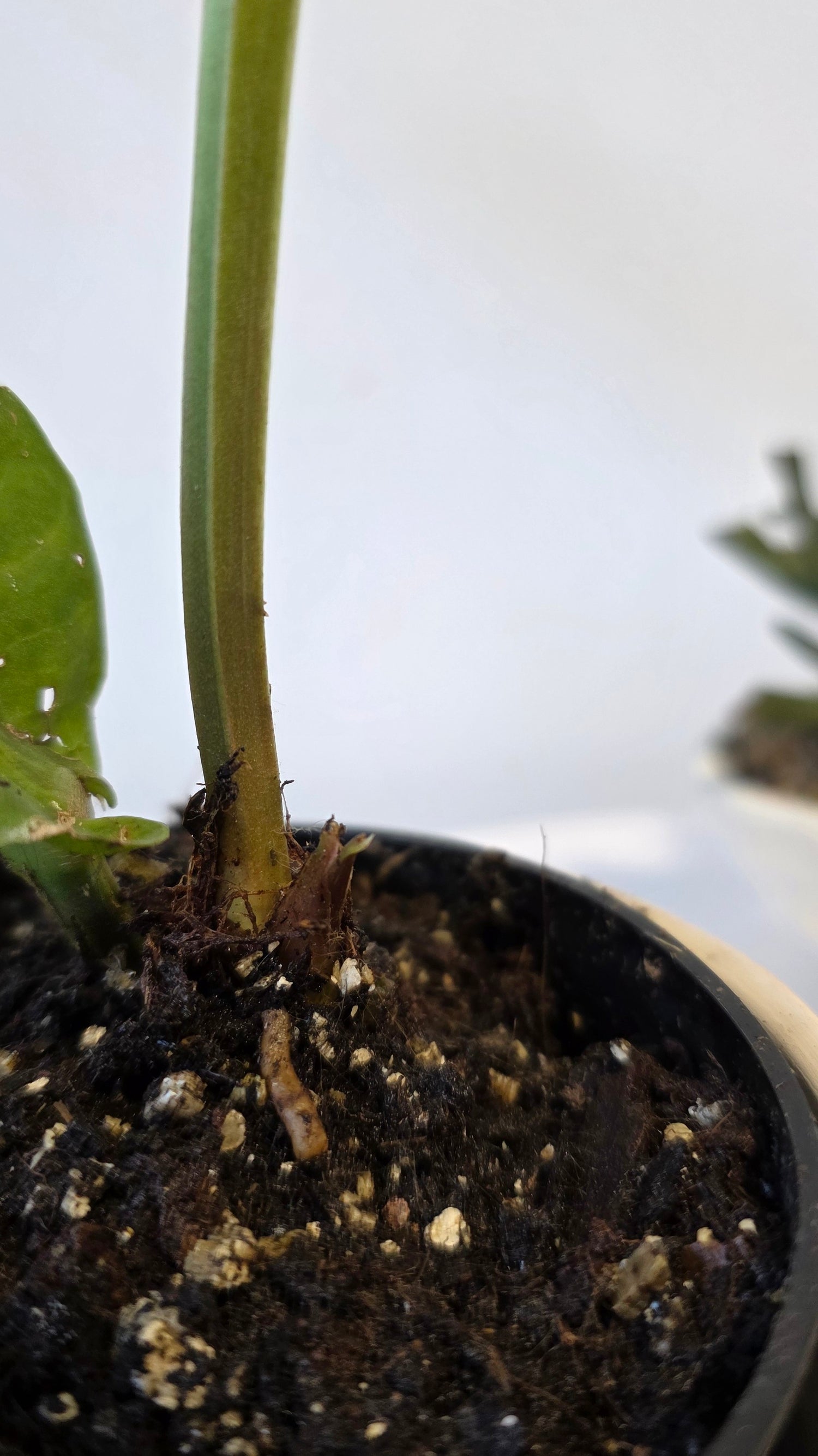 Anthurium reflexarium A