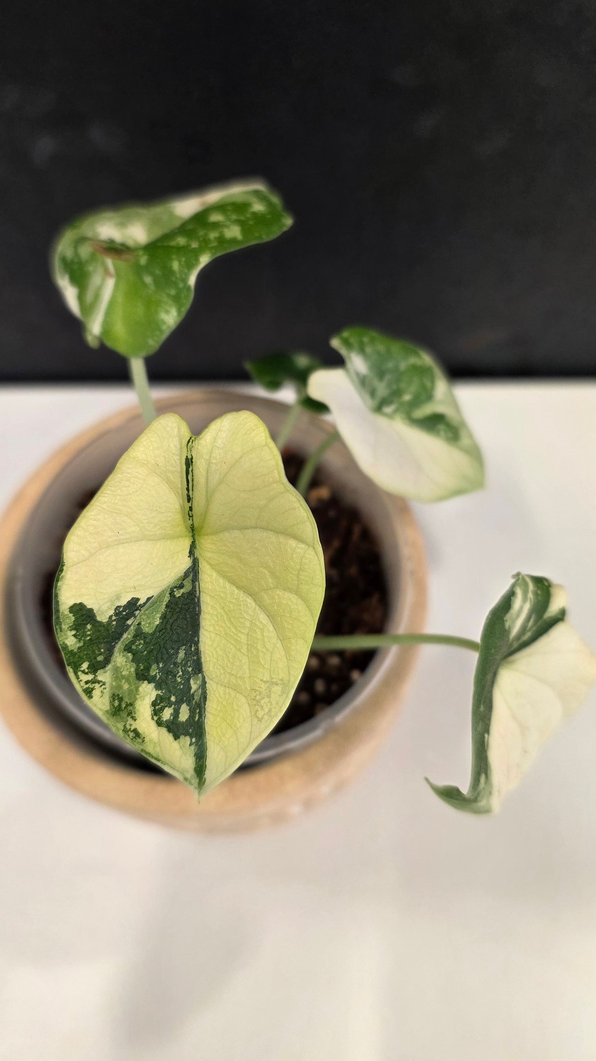 Alocasia Melo Albo D