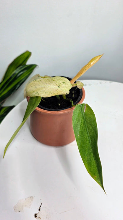 Philodendron Snowdrift Variegated A