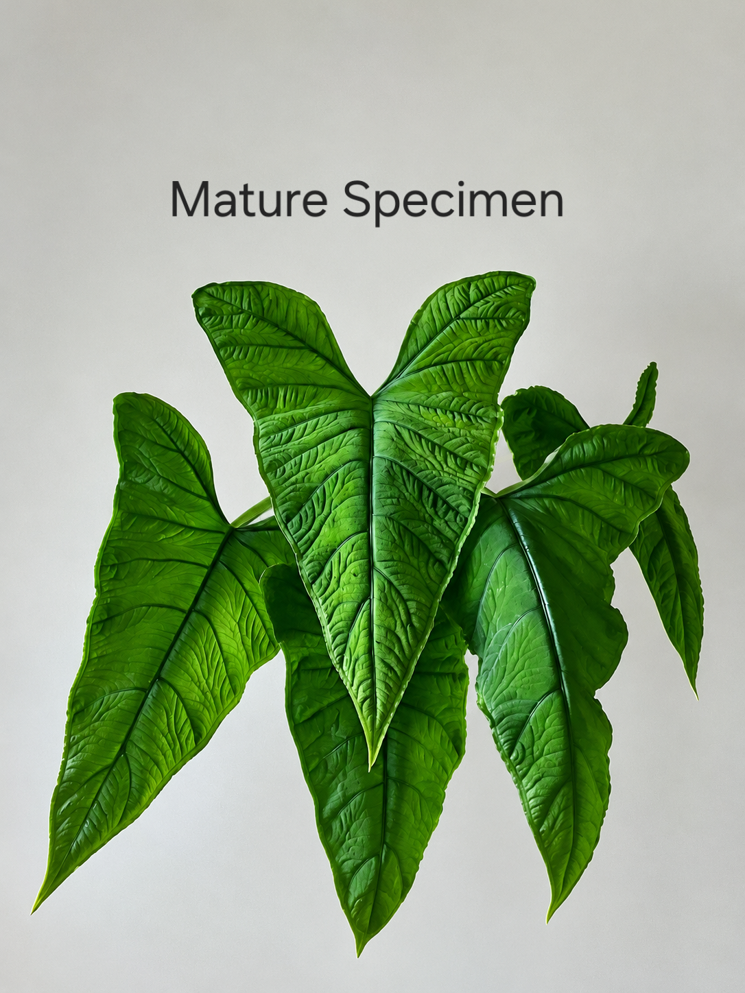 Alocasia Olanii 3.75"