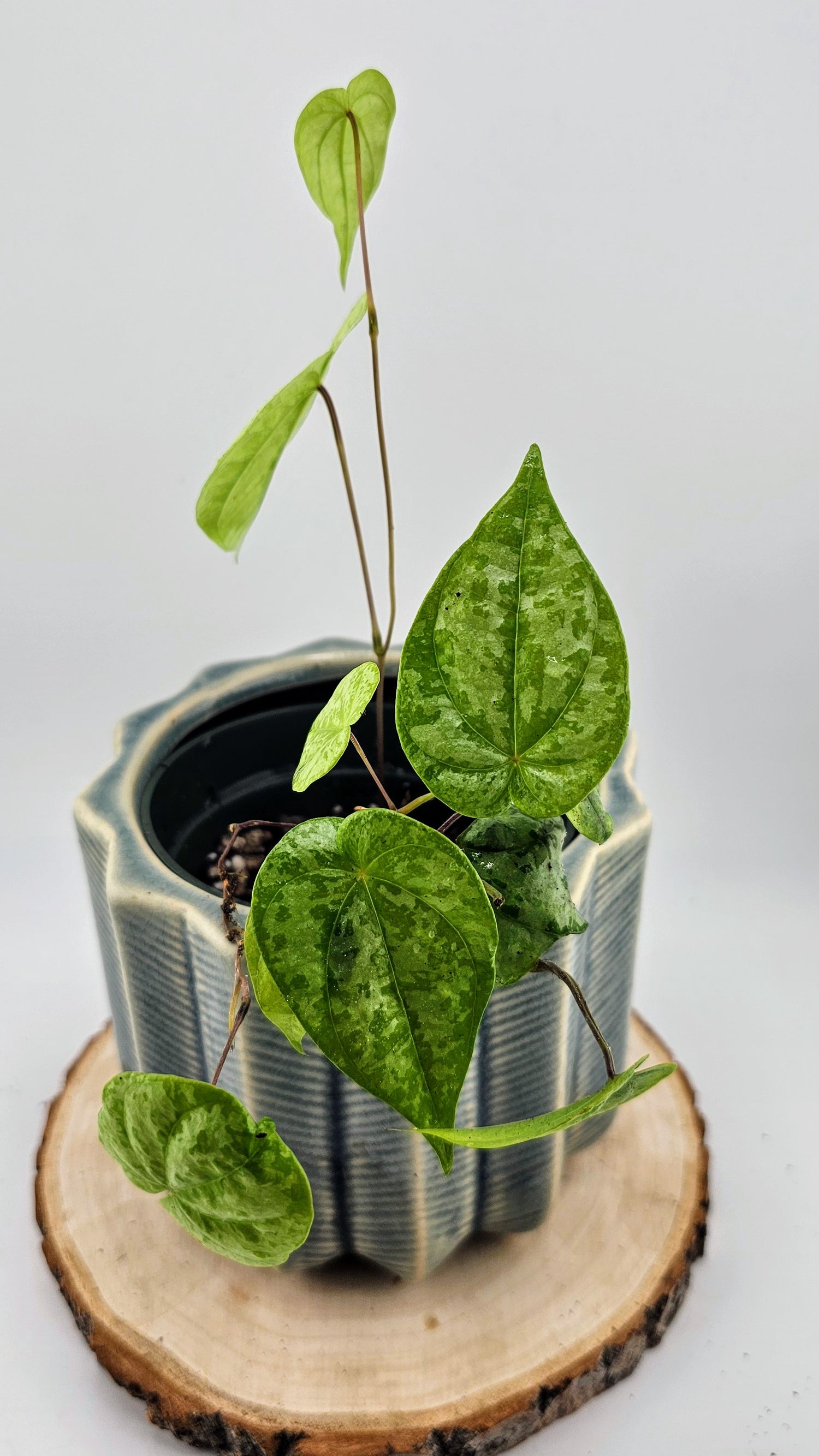 Dioscorea sp. Colombia Silver (C)