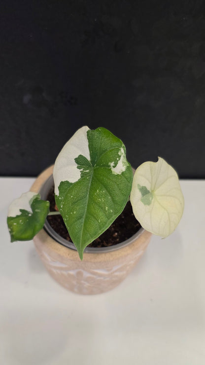 Alocasia Melo Albo E