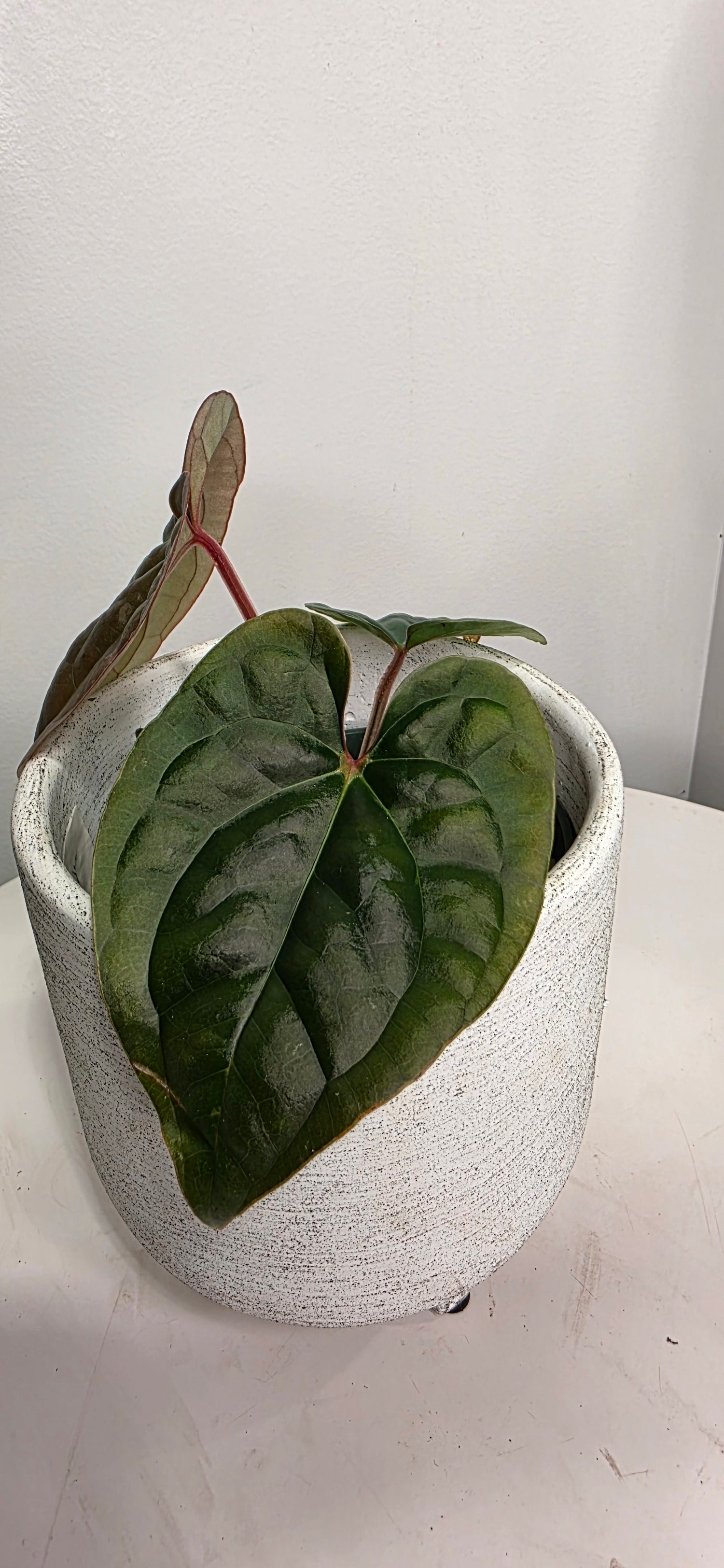 Anthurium Besseae aff x Luxurians