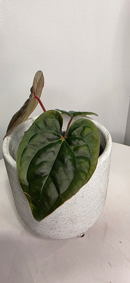 Anthurium Besseae aff x Luxurians