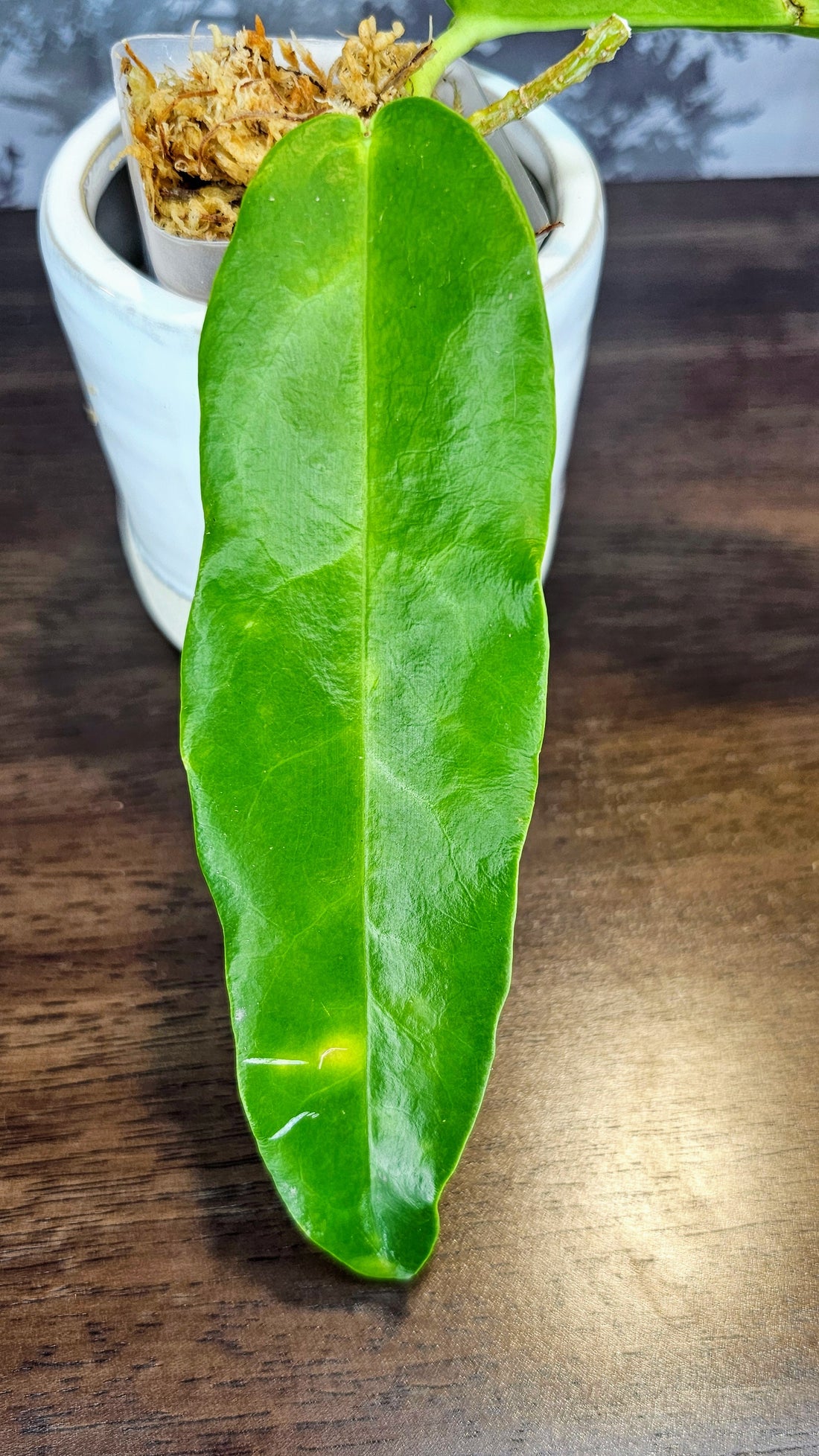 Hoya archboldiana pink (WA 25)