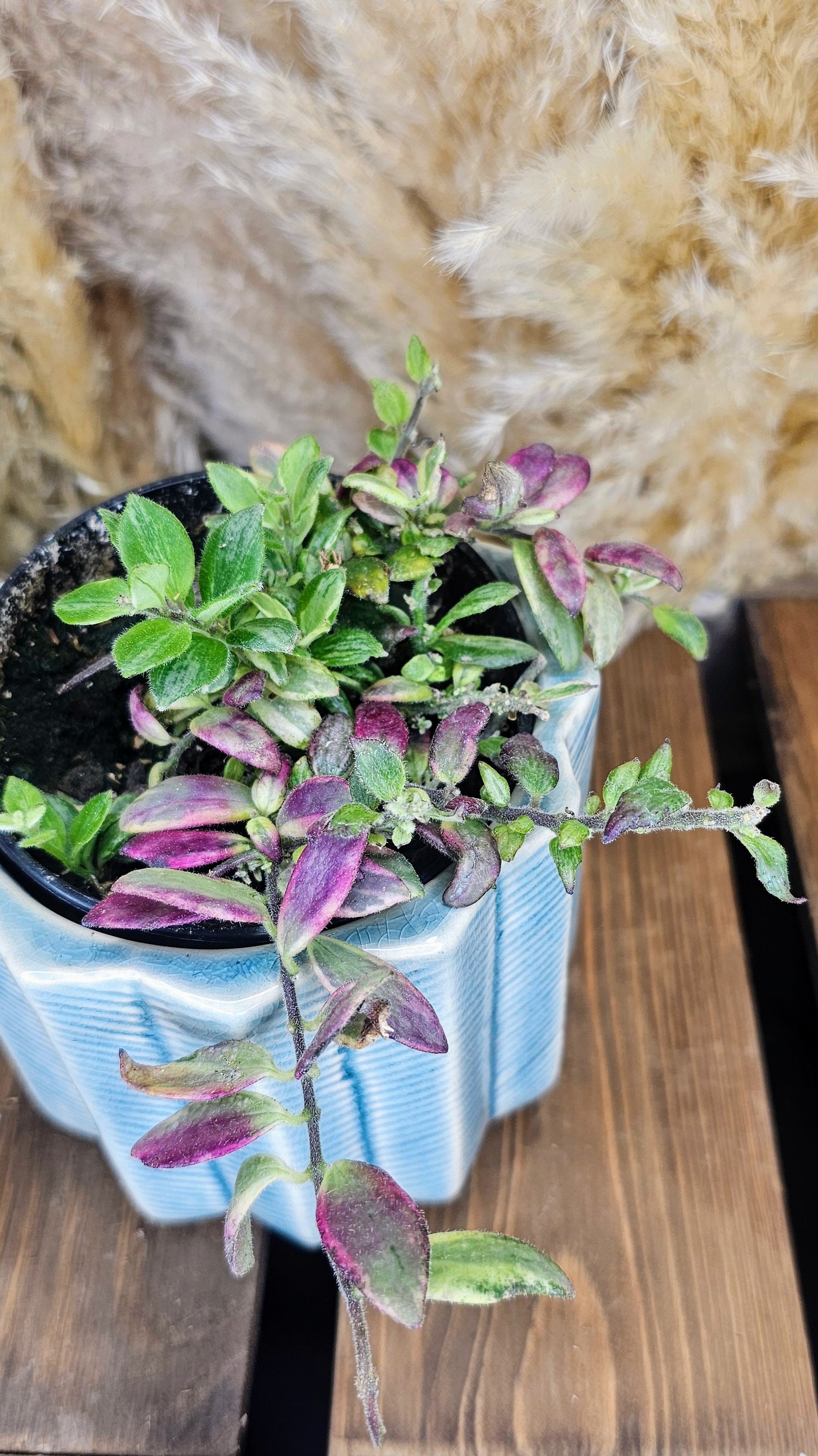 Lipstick Plant Bolero Bicolore