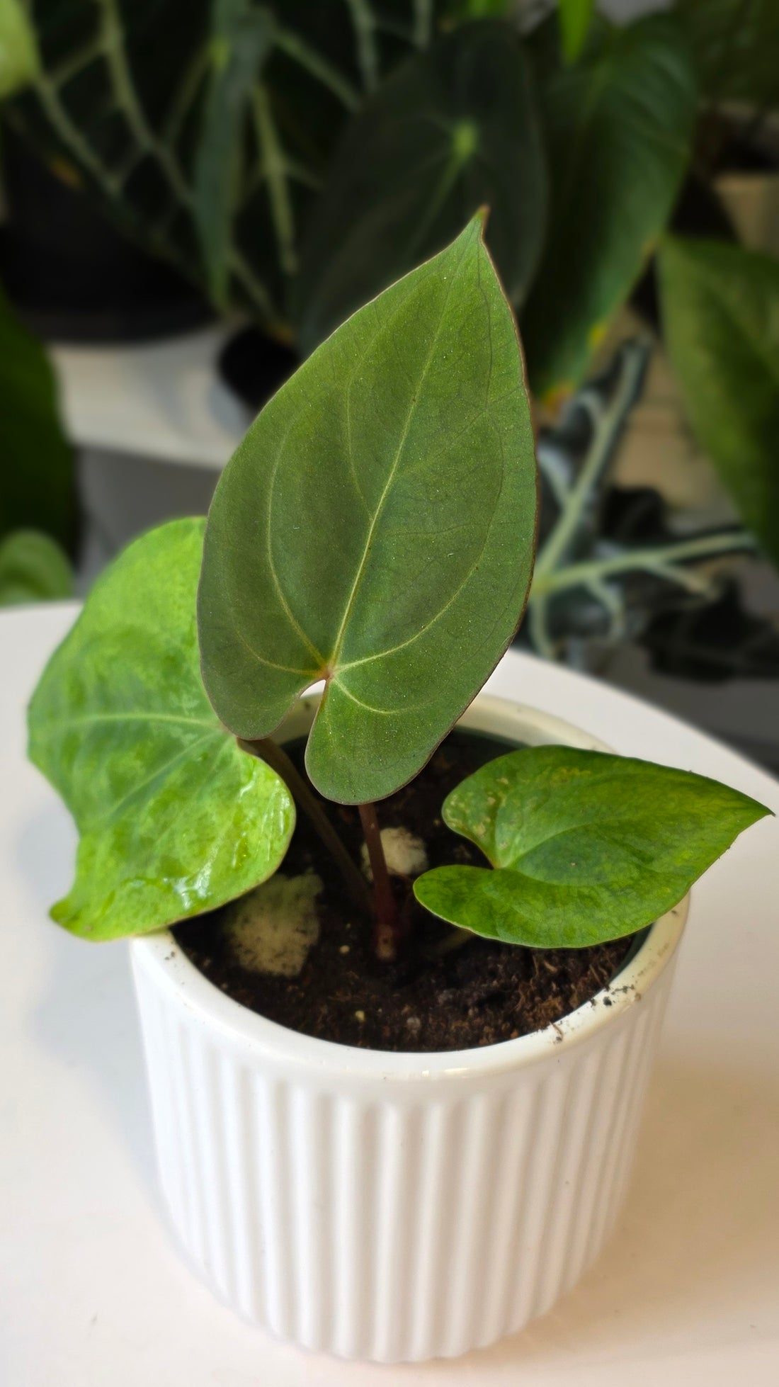 Anthurium Besseae aff x Eastern Dressleri (c)