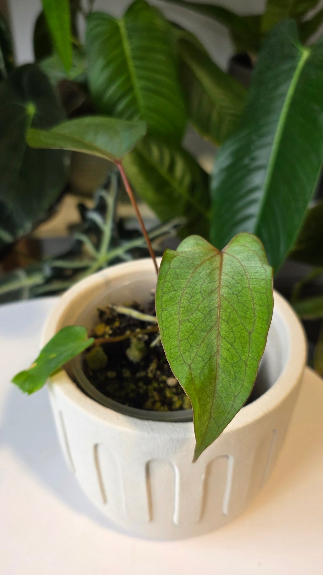 Anthurium Cuyabeno Soul x Papillilaminum (c)