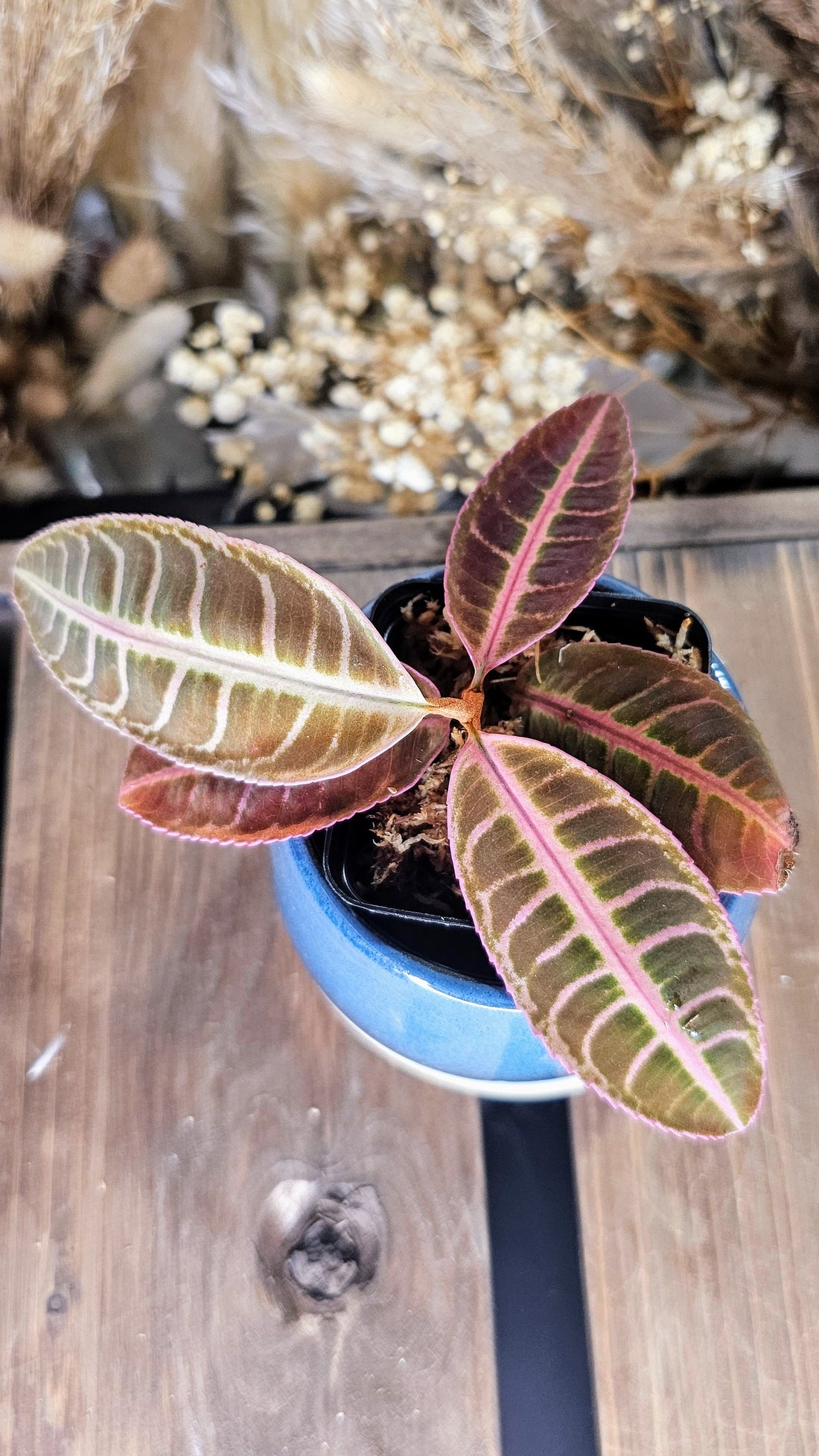 Labisa sp. Riau Electric Pink (WLO1)