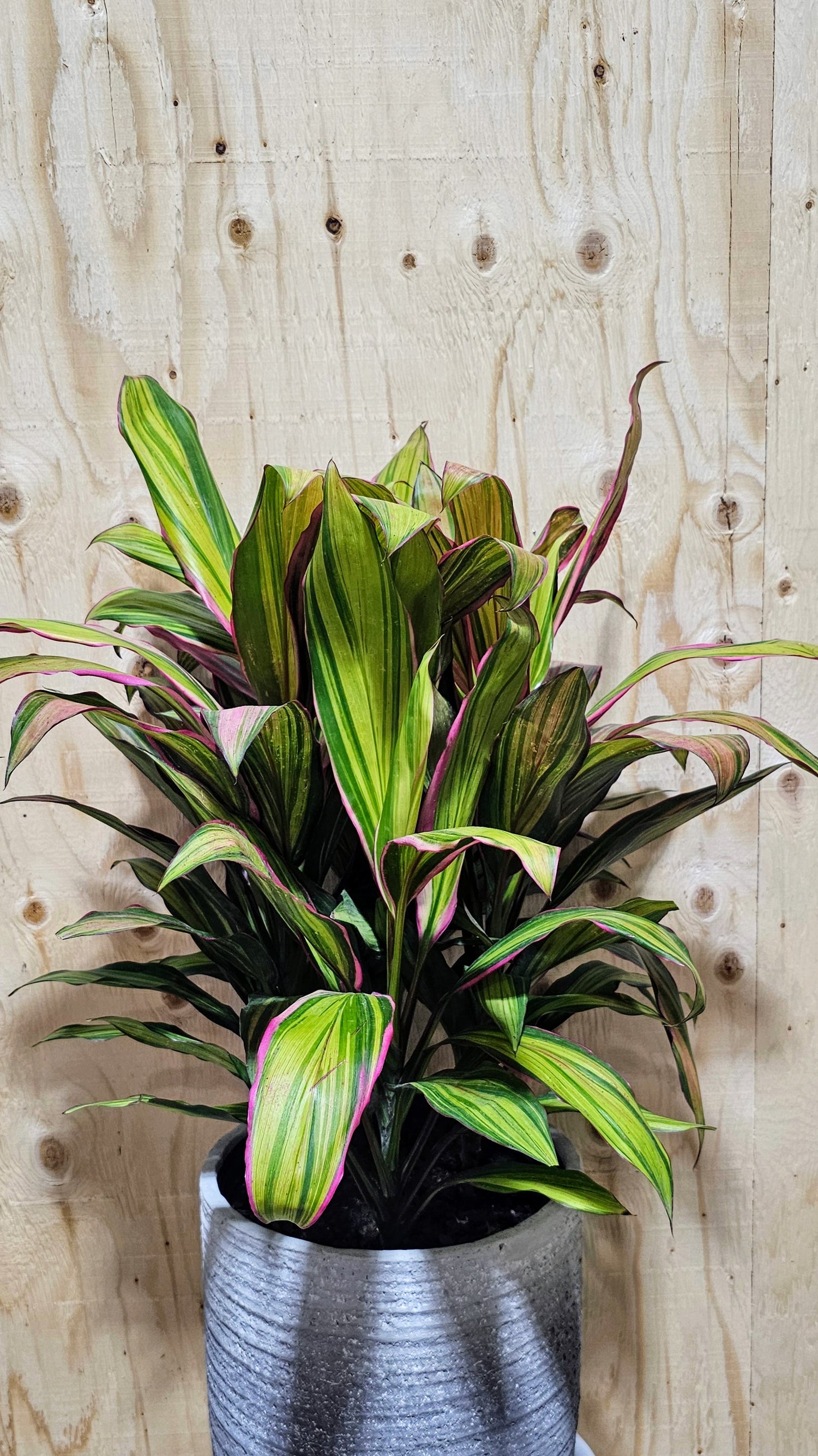 Cordyline Kiwi