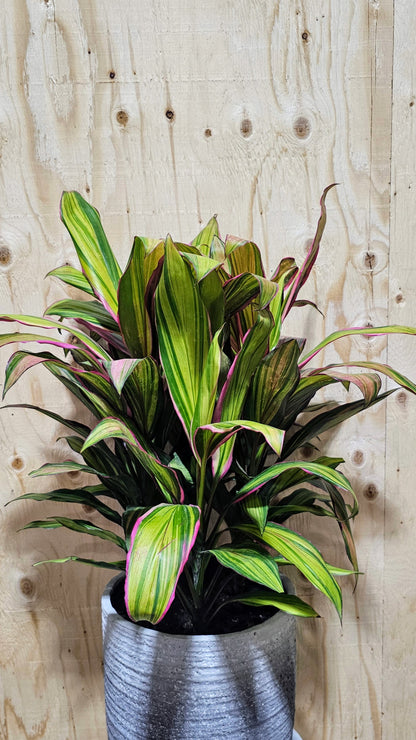 Cordyline Kiwi