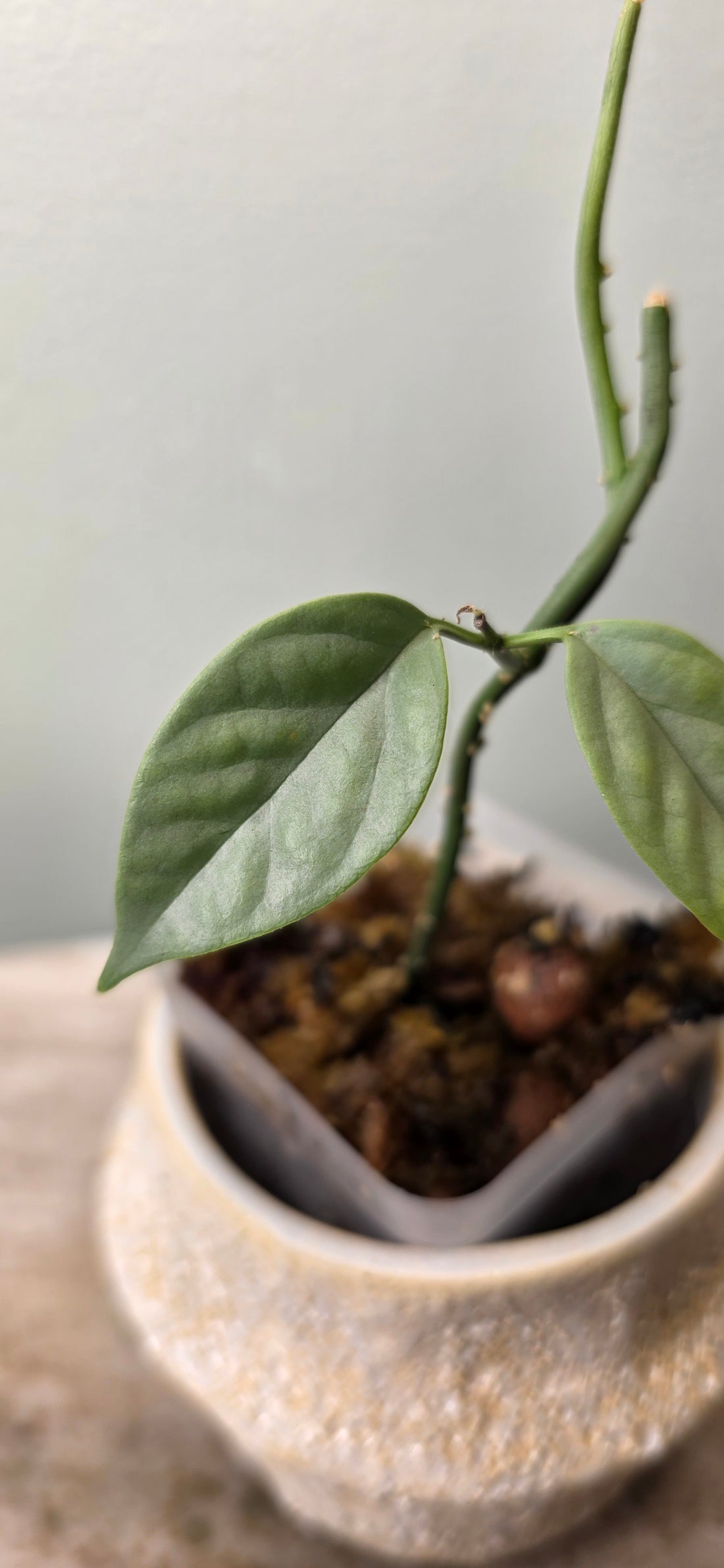 Hoya coriacea silver B