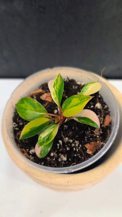 Philodendron Red Congo Variegated D