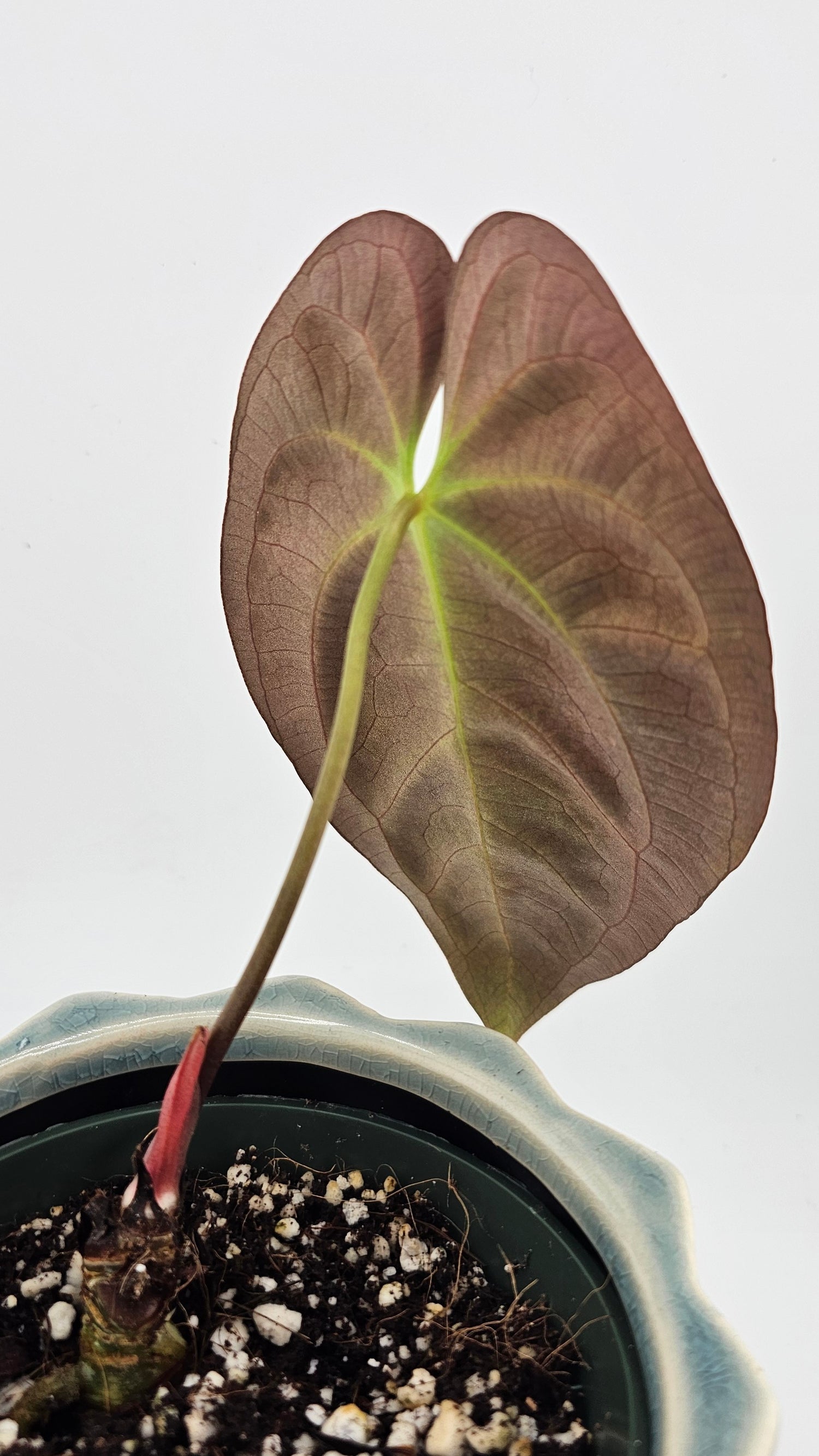 Anthurium Papillilaminum (D)