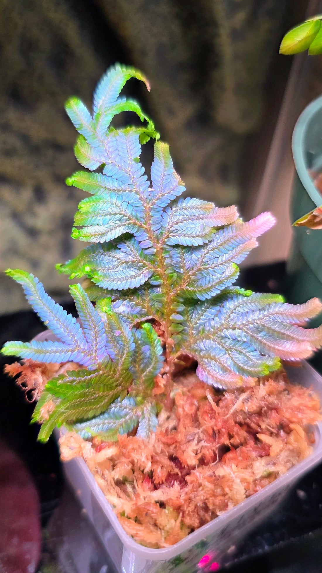 Selaginella Peacock