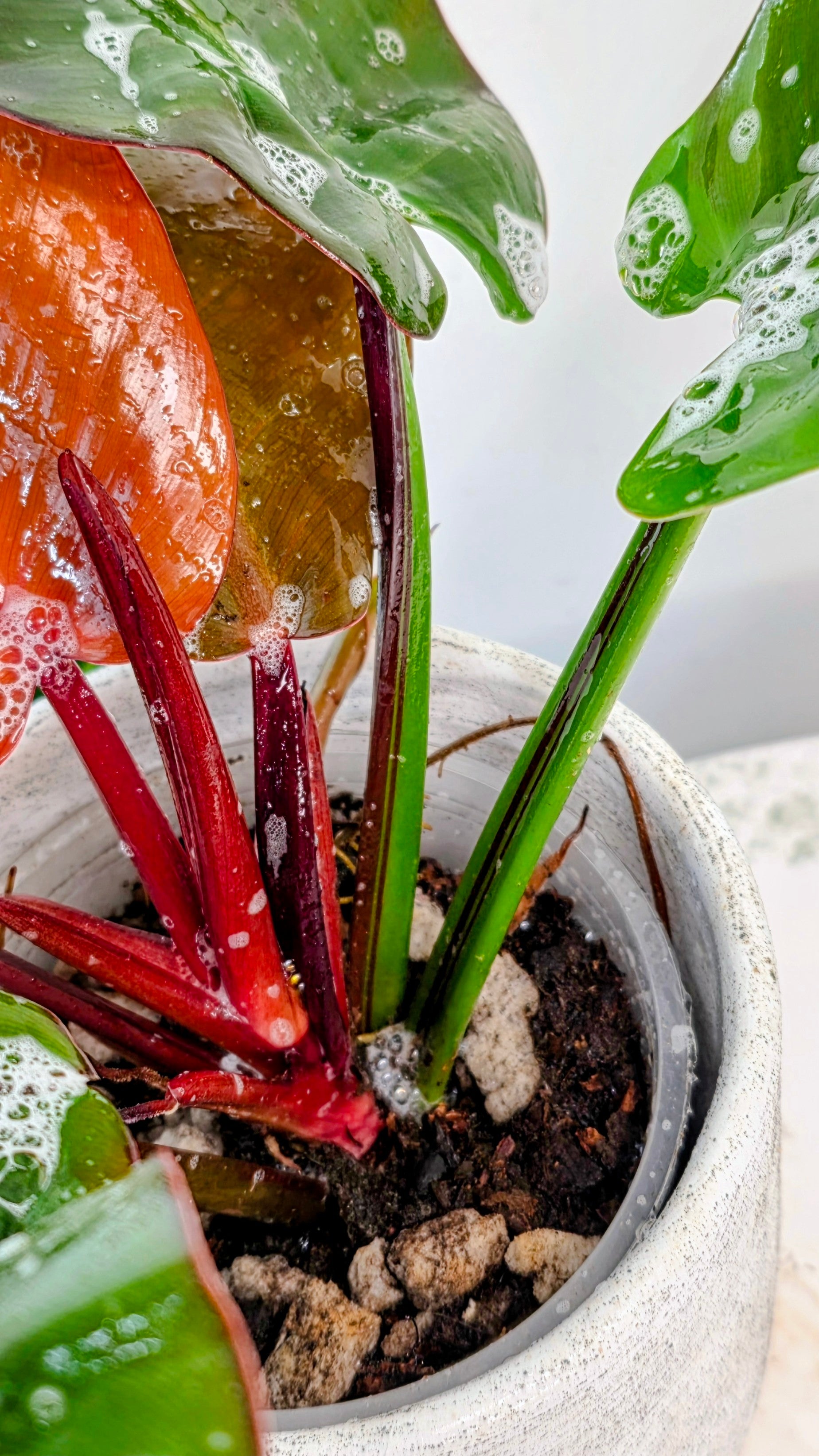 Philodendron Red Moon D