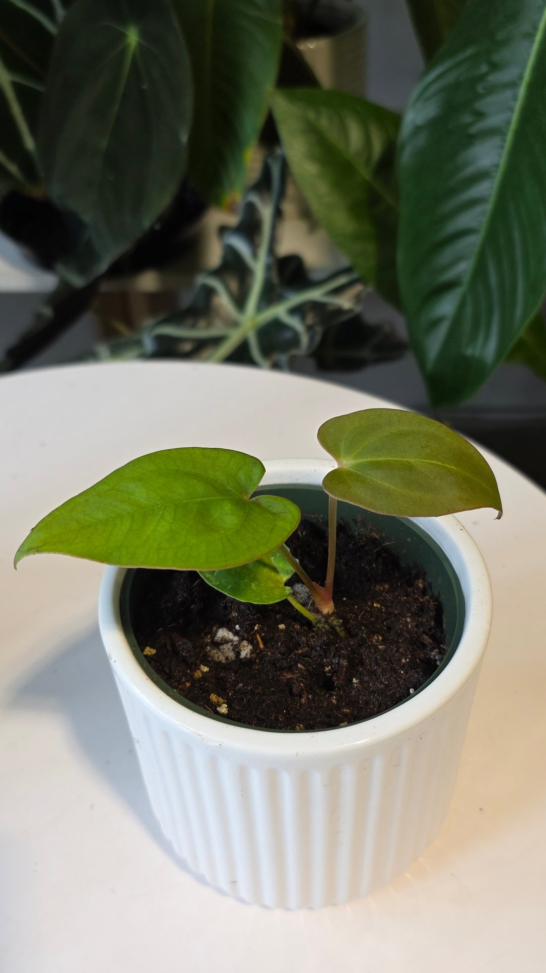 Anthurium Crystallinum X Dressleri (B)