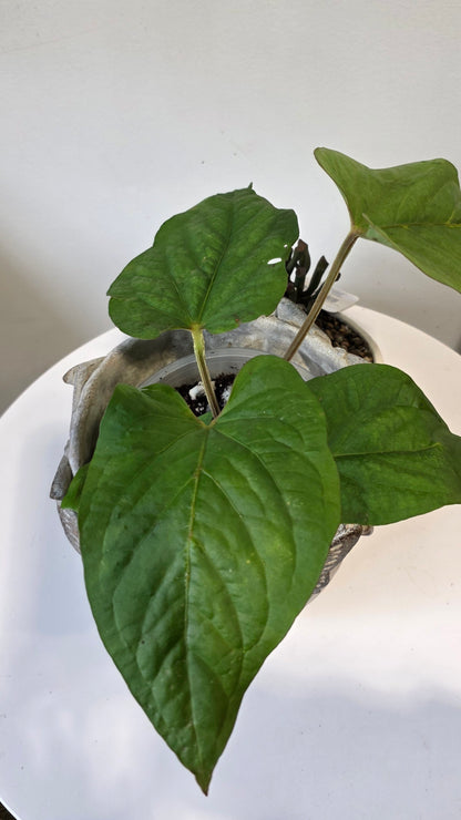 (Copy) Anthurium kunayalense "b"