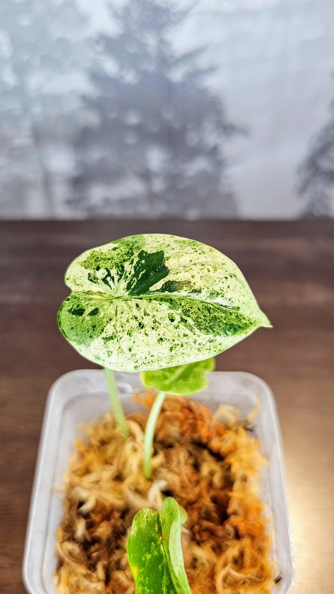 Alocasia Dragon Scale Mint