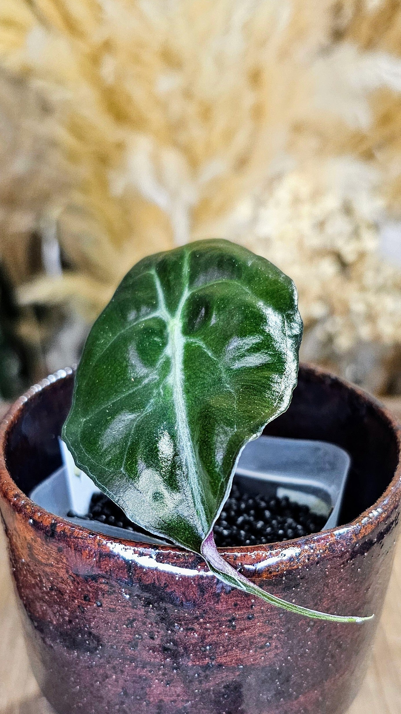 Alocasia Venom