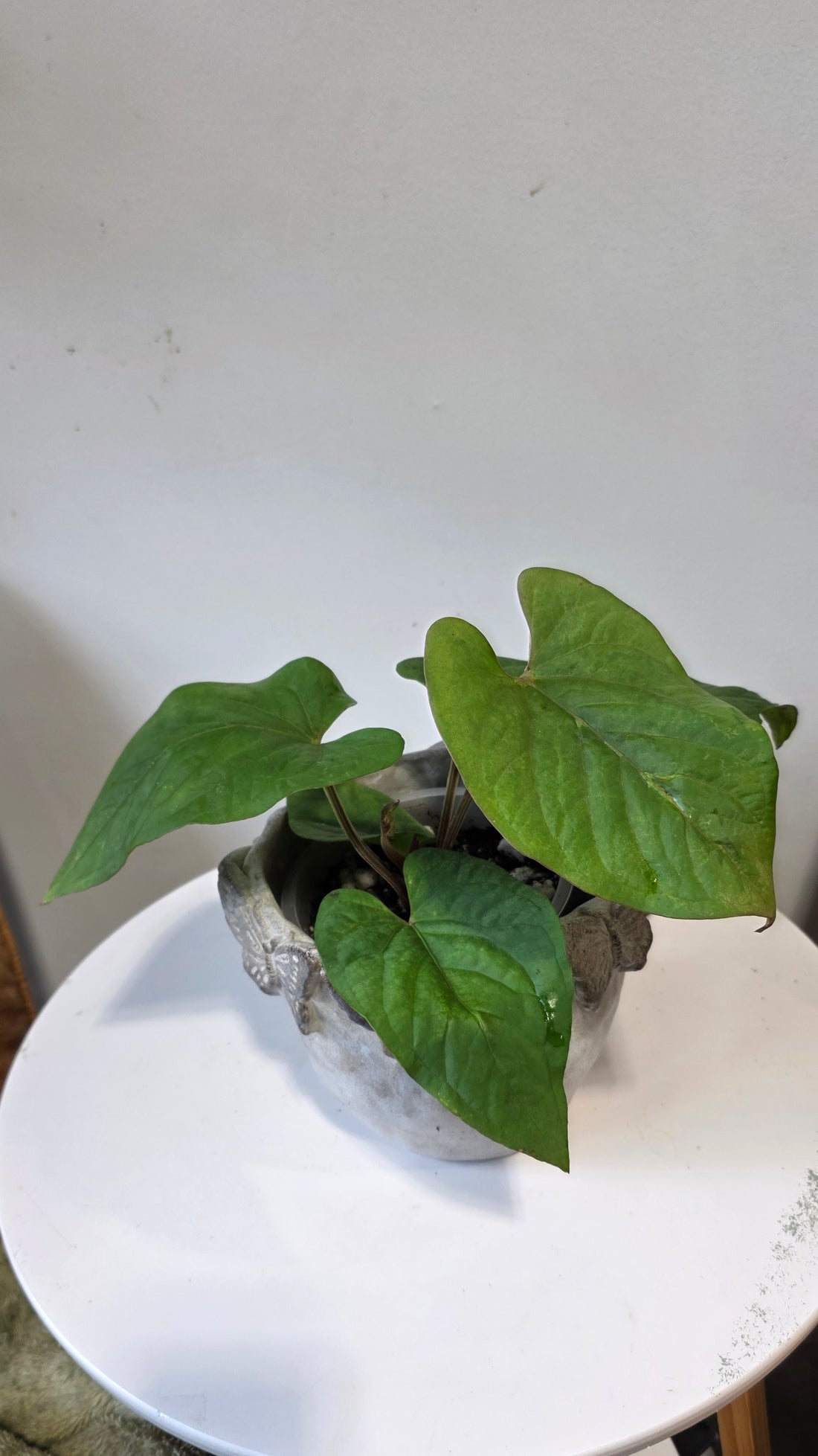 Anthurium kunayalense "b"