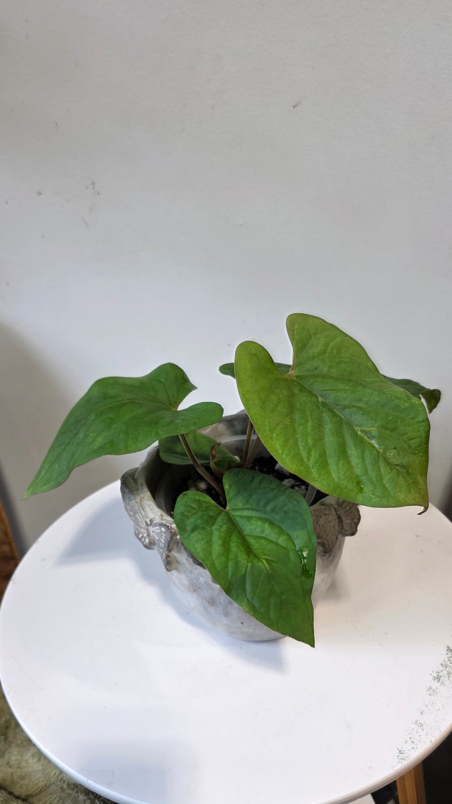 (Copy) Anthurium kunayalense "b"