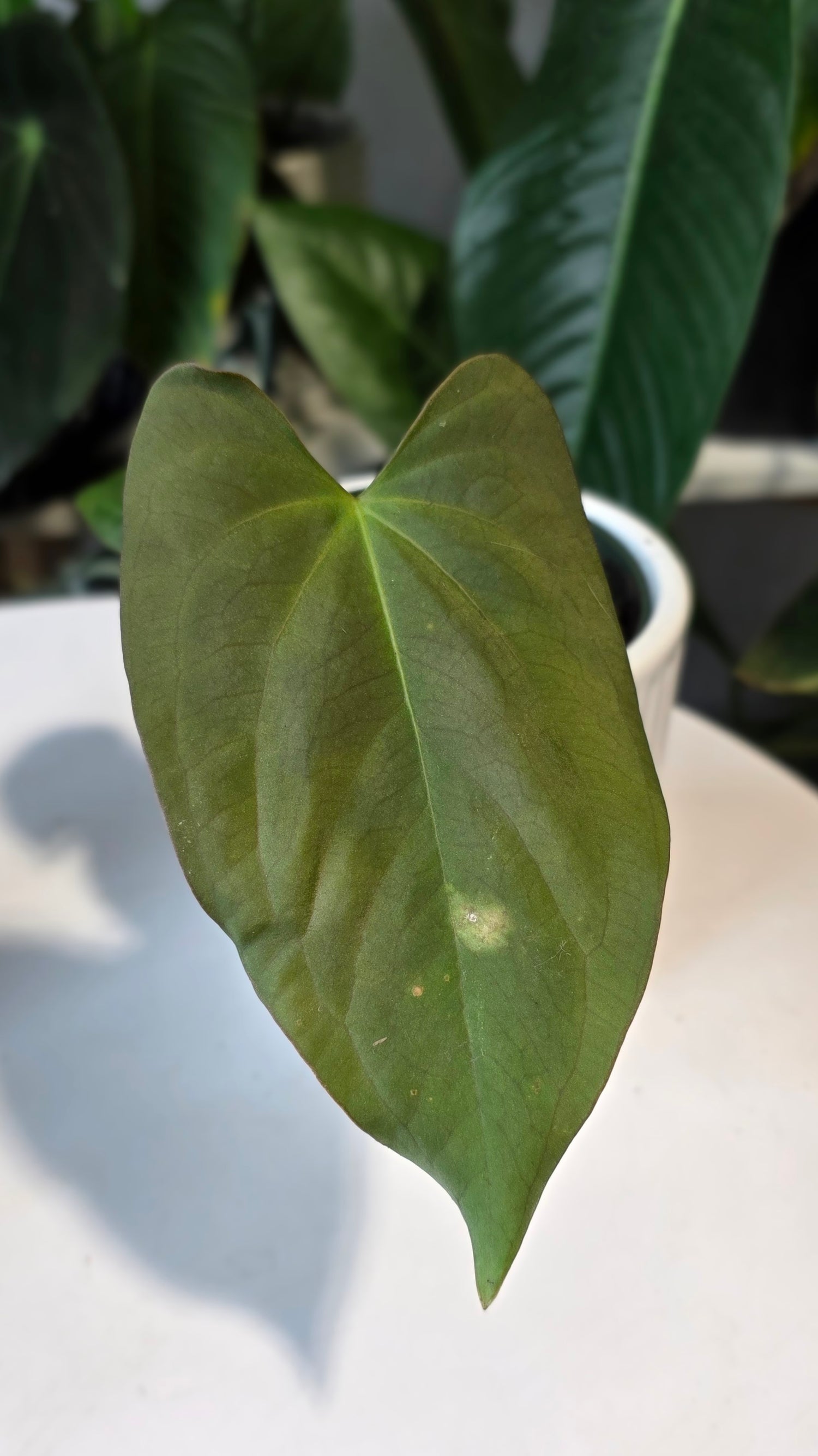 Anthurium Papillilaminum x Eastern Dressleri (B)