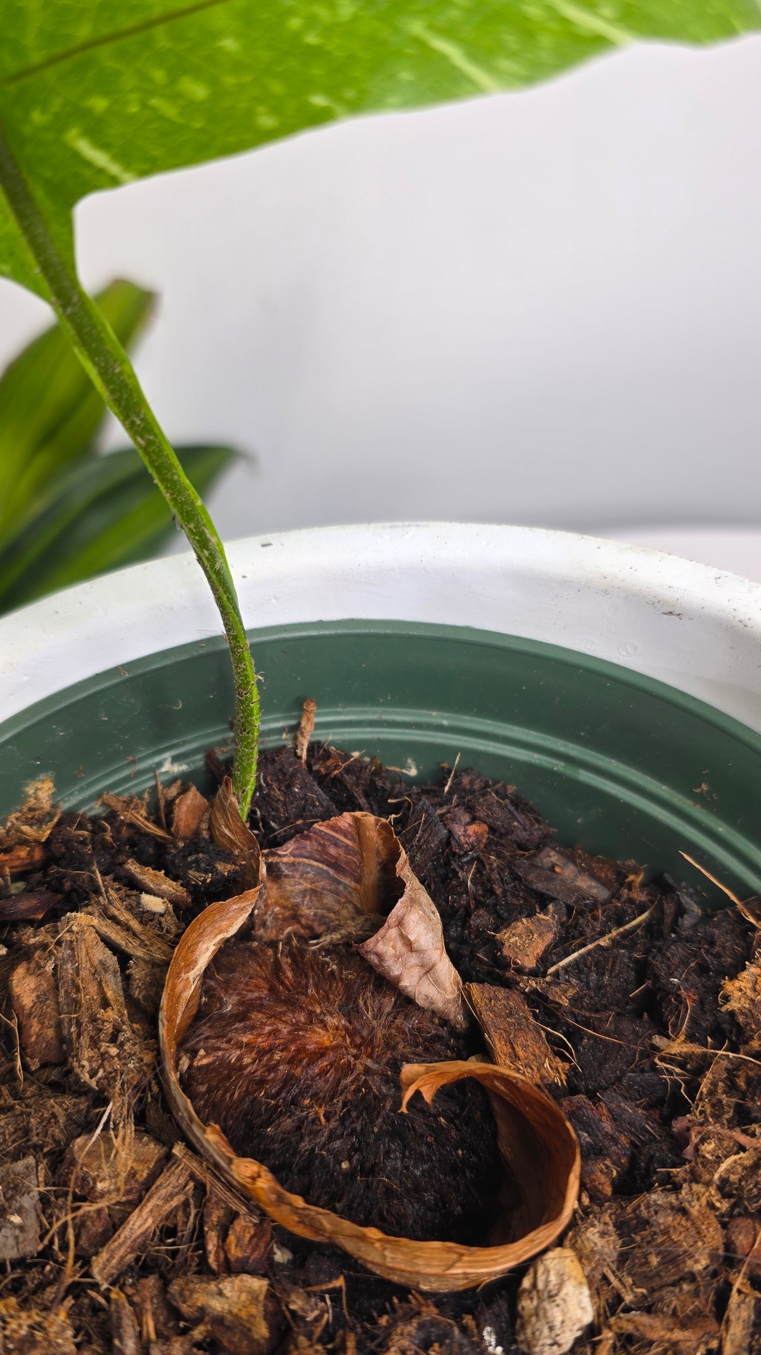 Drynaria quercifolia variegated (Oak Leaf Fern Variegated) A