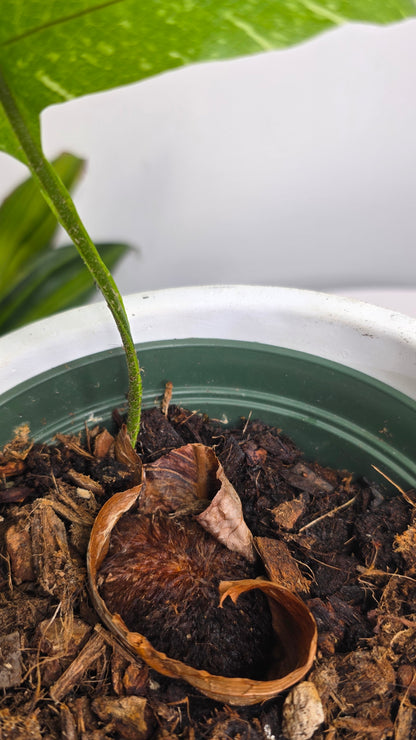 Drynaria quercifolia variegated (Oak Leaf Fern Variegated) A