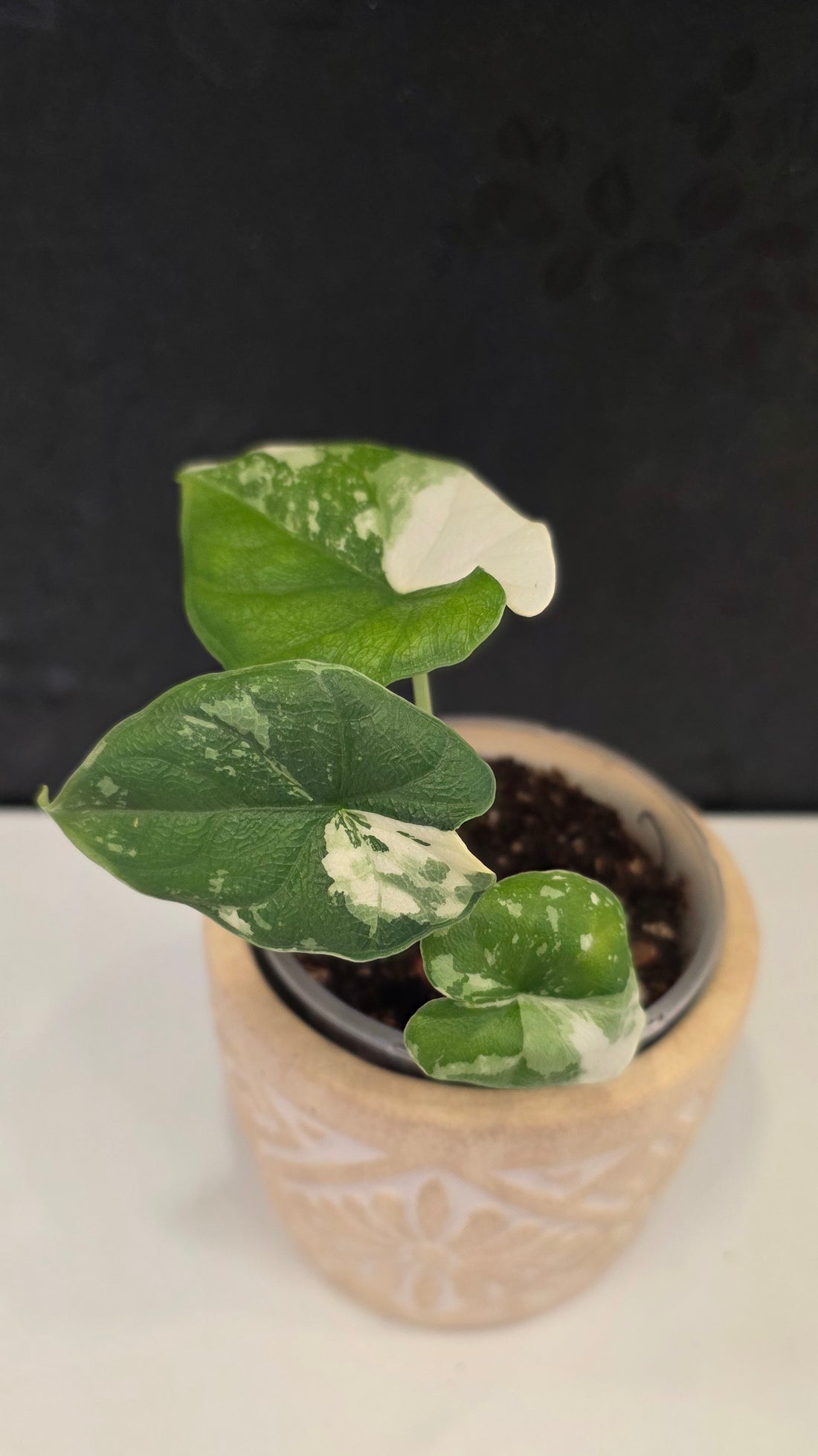 Alocasia Melo Albo C