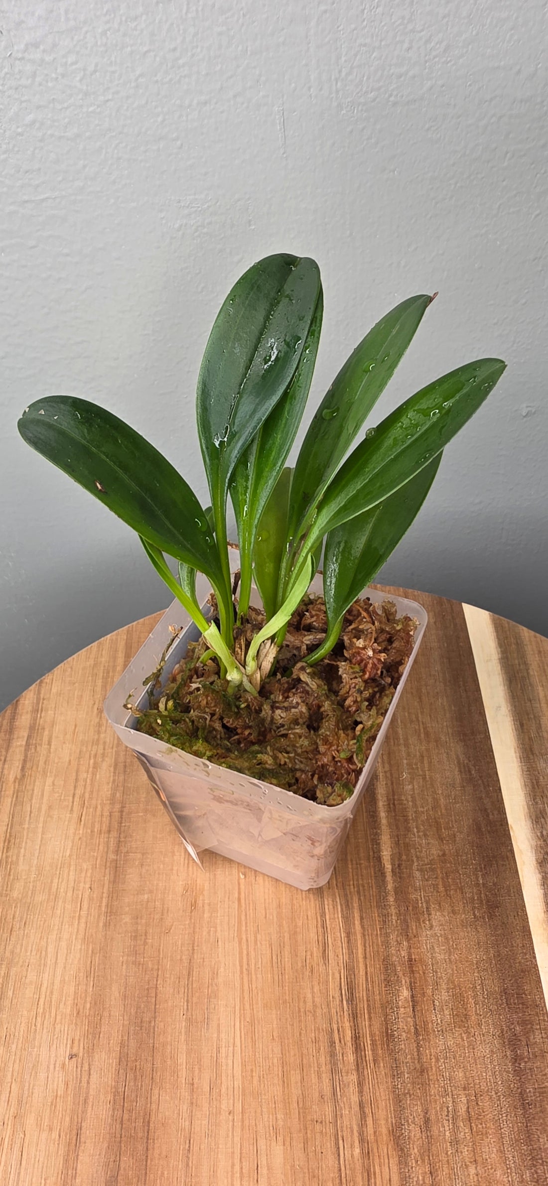Masdevallia pachyura caudas orange