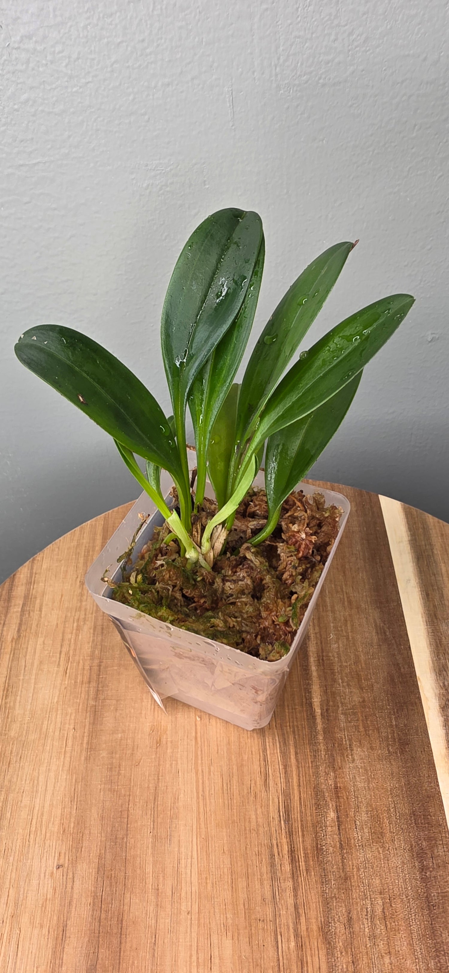 Masdevallia pachyura caudas orange