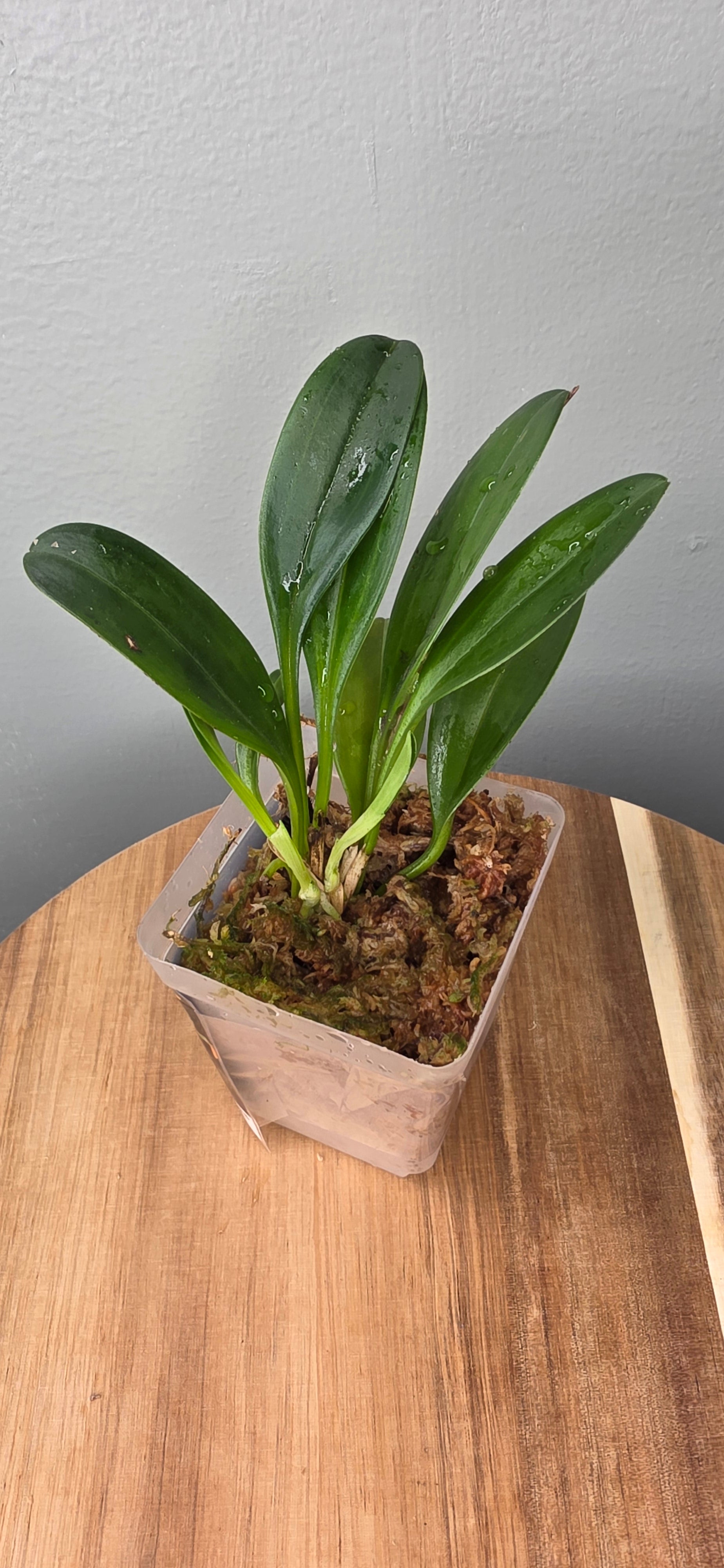 Masdevallia pachyura caudas orange