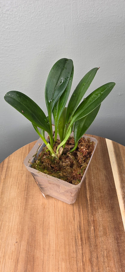Masdevallia pachyura caudas orange