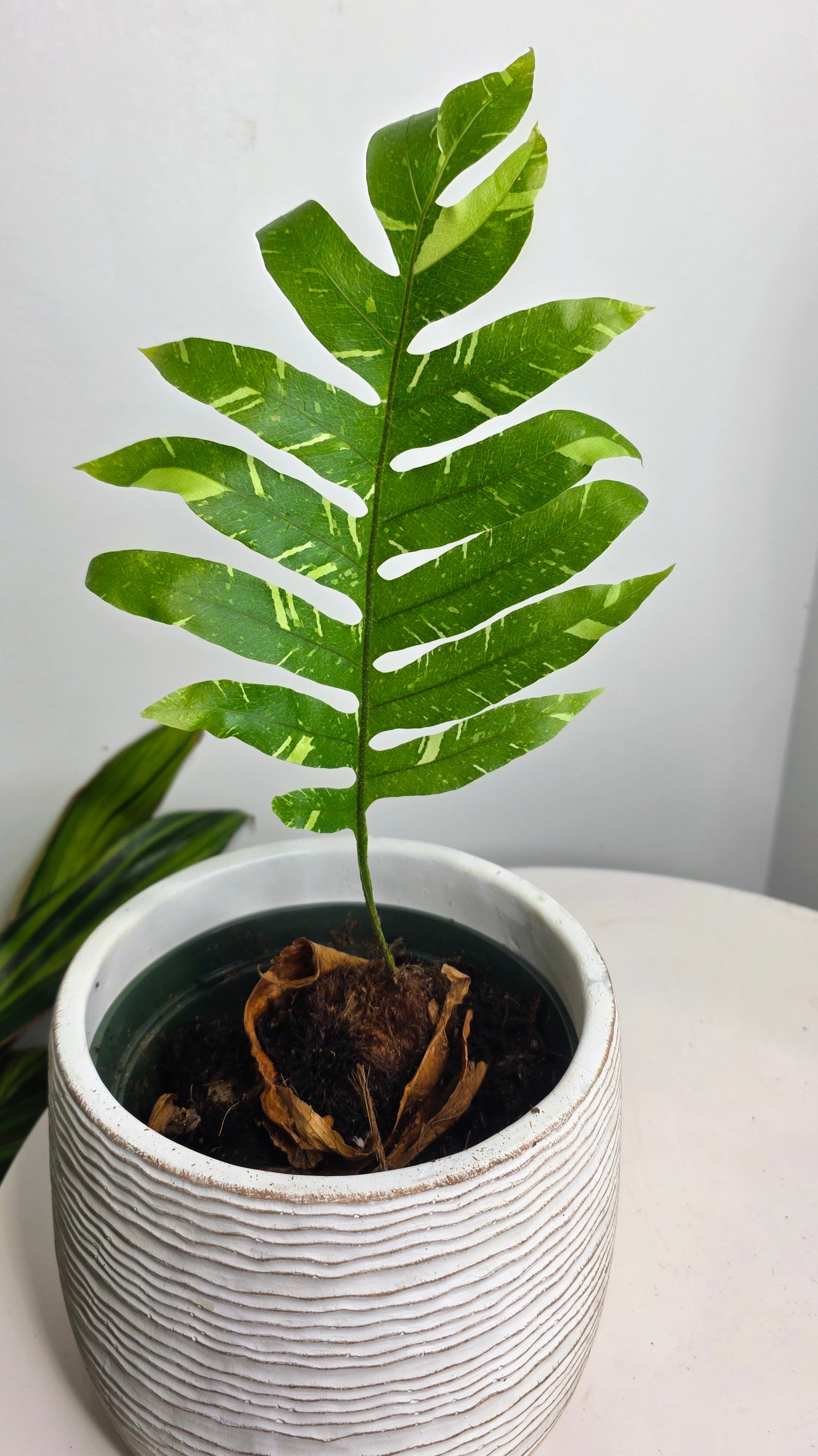 Drynaria quercifolia variegated (Oak Leaf Fern Variegated) B