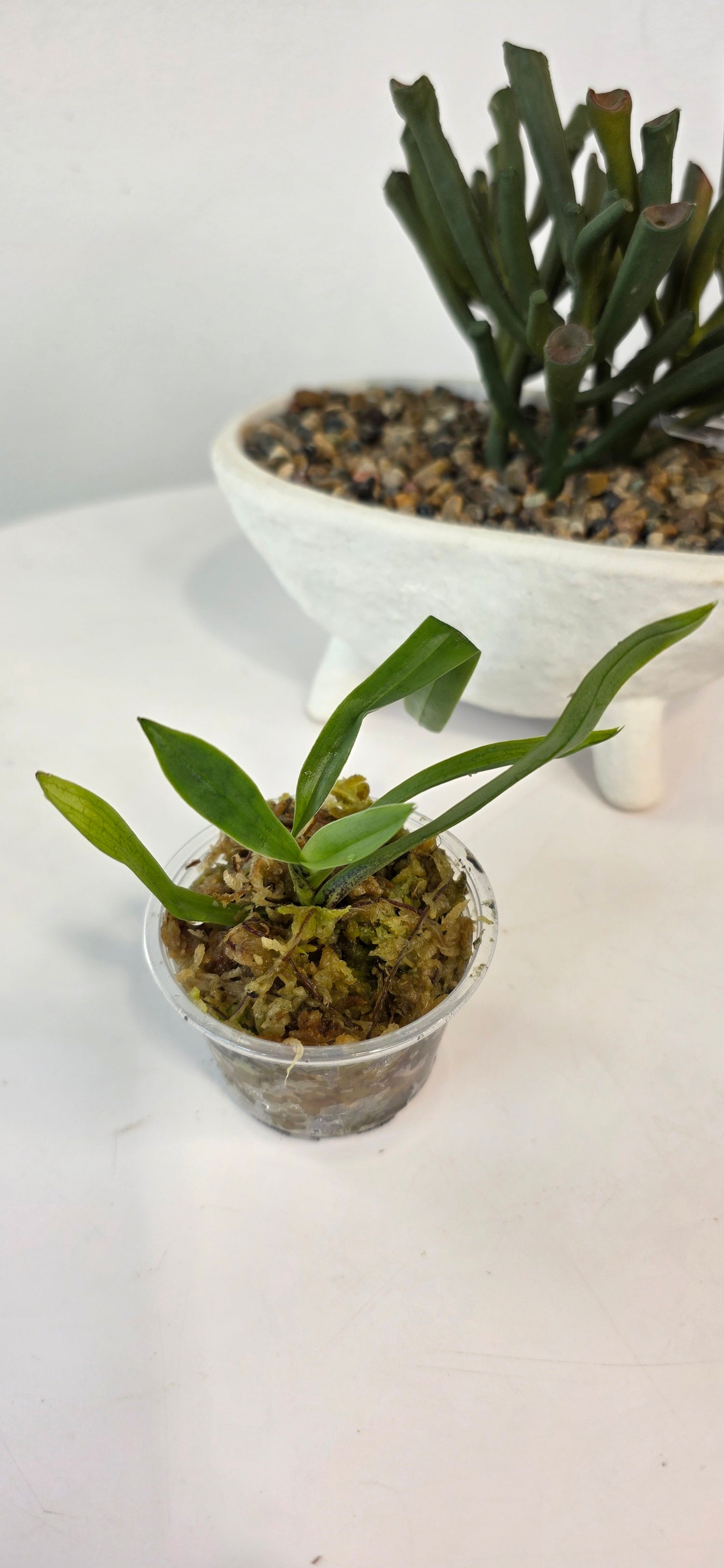 Paphiopedilum spicerianum
