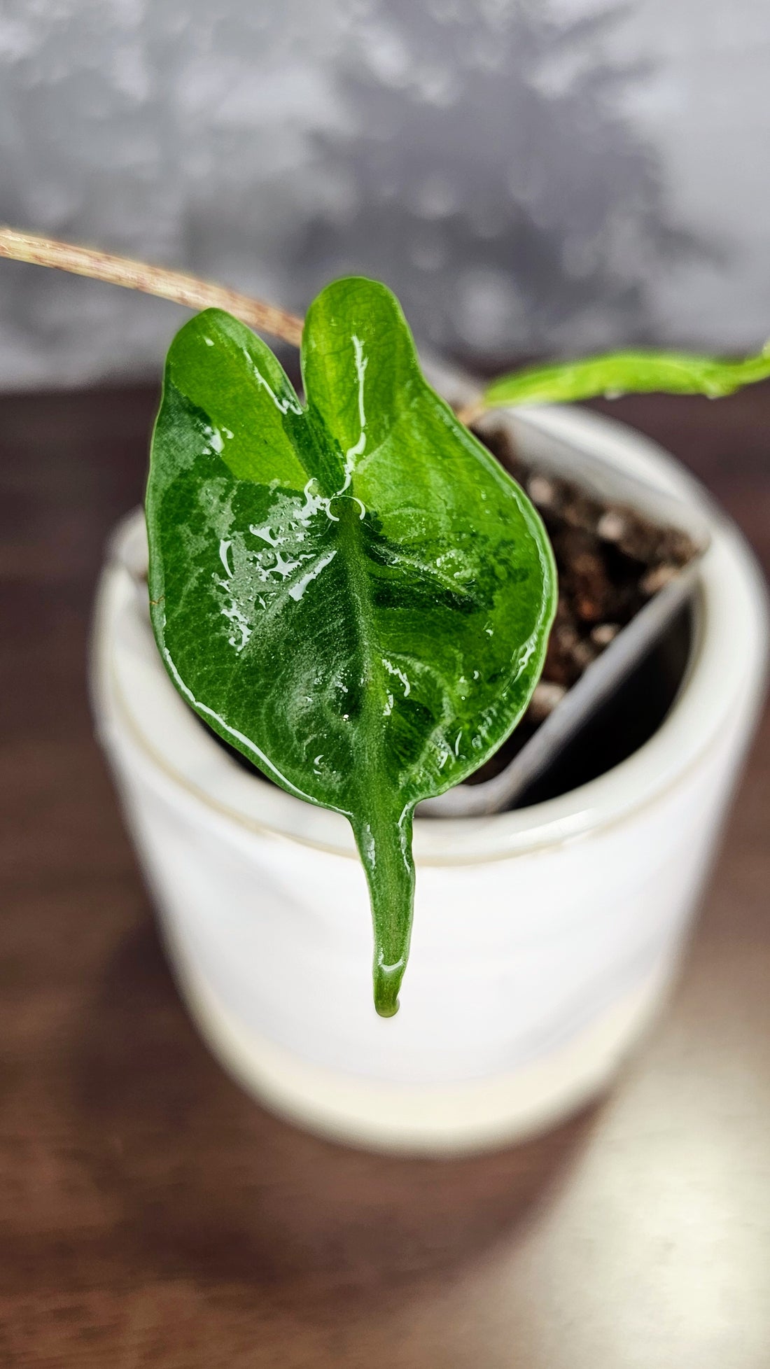 Alocasia Stingray Variegated